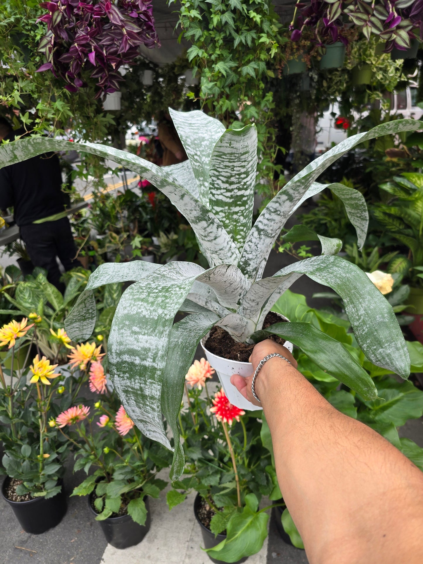 6 inch Pot- Bromelia Aechmea (Pink Flower) get similar to picture - 🪴 Voelk Art & Plants Inc 🪴