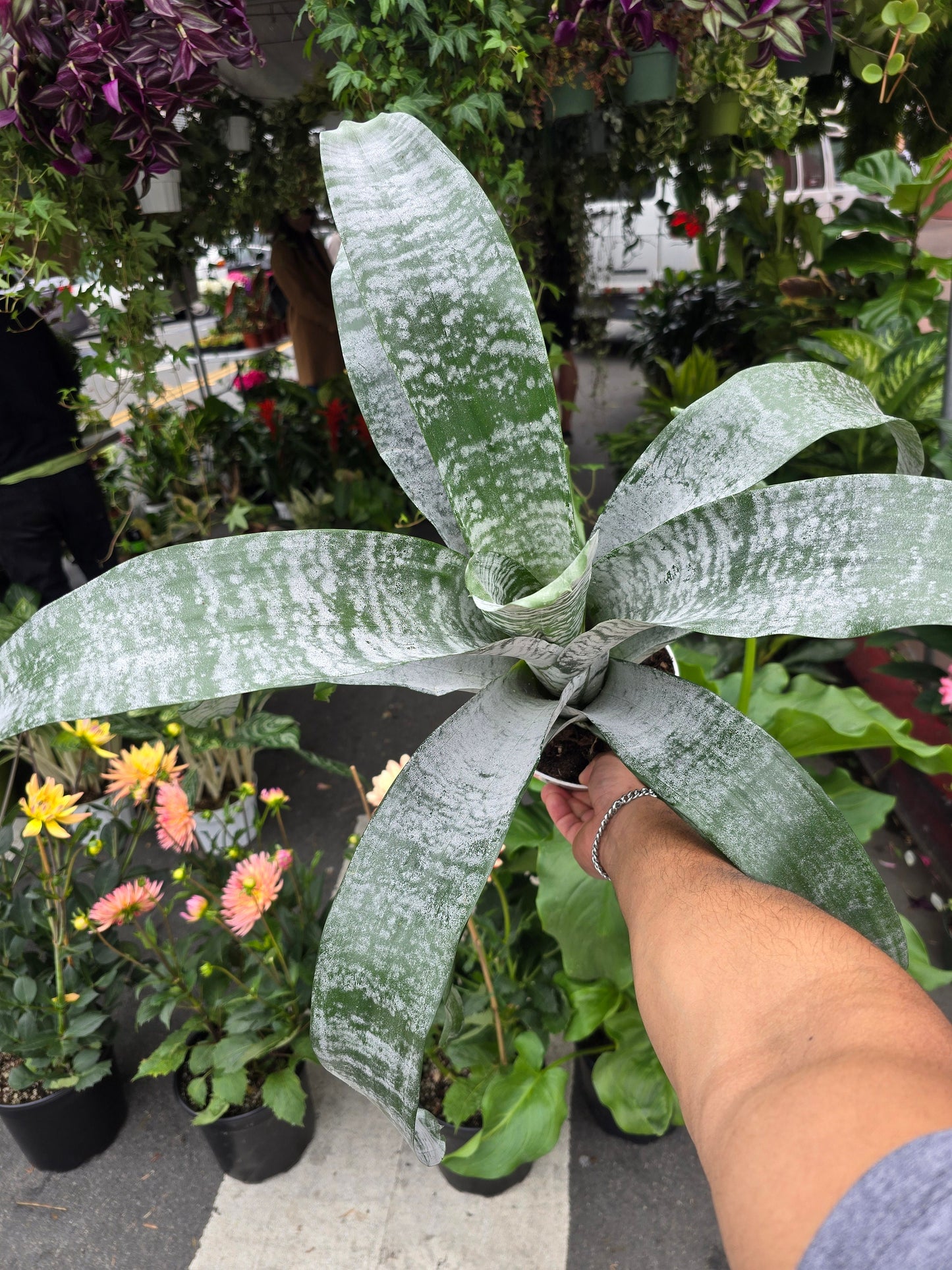 6 inch Pot- Bromelia Aechmea (Pink Flower) get similar to picture - 🪴 Voelk Art & Plants Inc 🪴