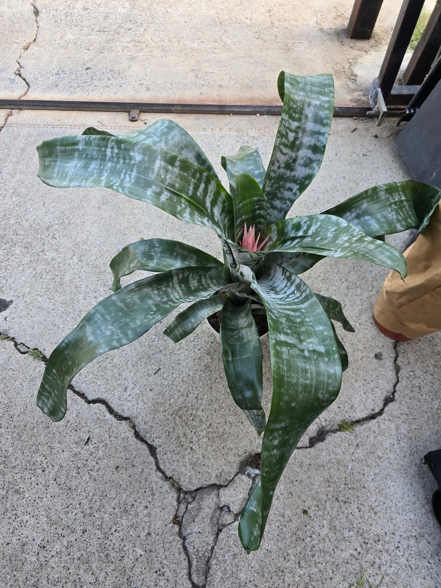 6 inch Pot- Bromelia Aechmea (Pink Flower) get similar to picture - 🪴 Voelk Art & Plants Inc 🪴