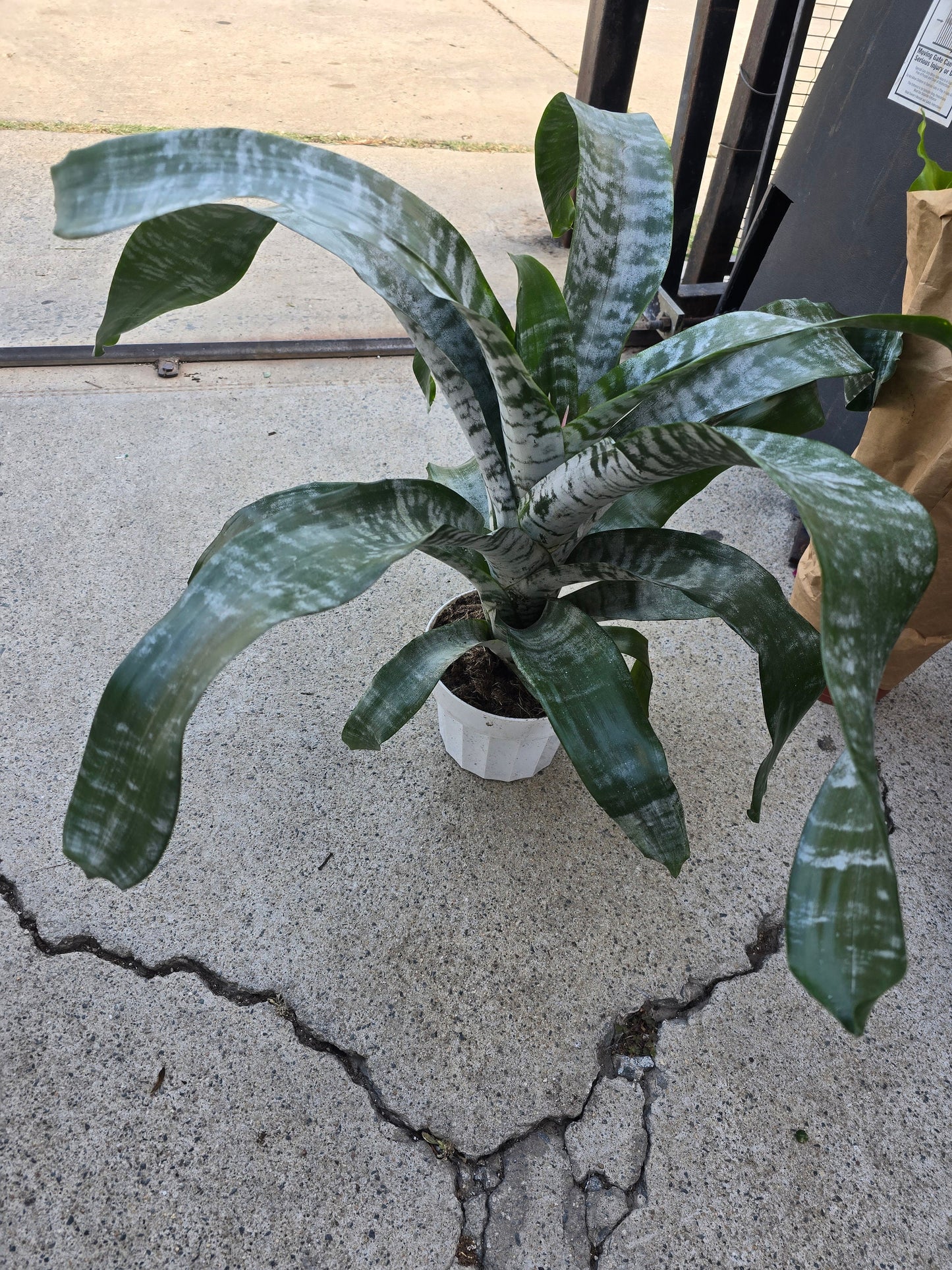 6 inch Pot- Bromelia Aechmea (Pink Flower) get similar to picture - 🪴 Voelk Art & Plants Inc 🪴