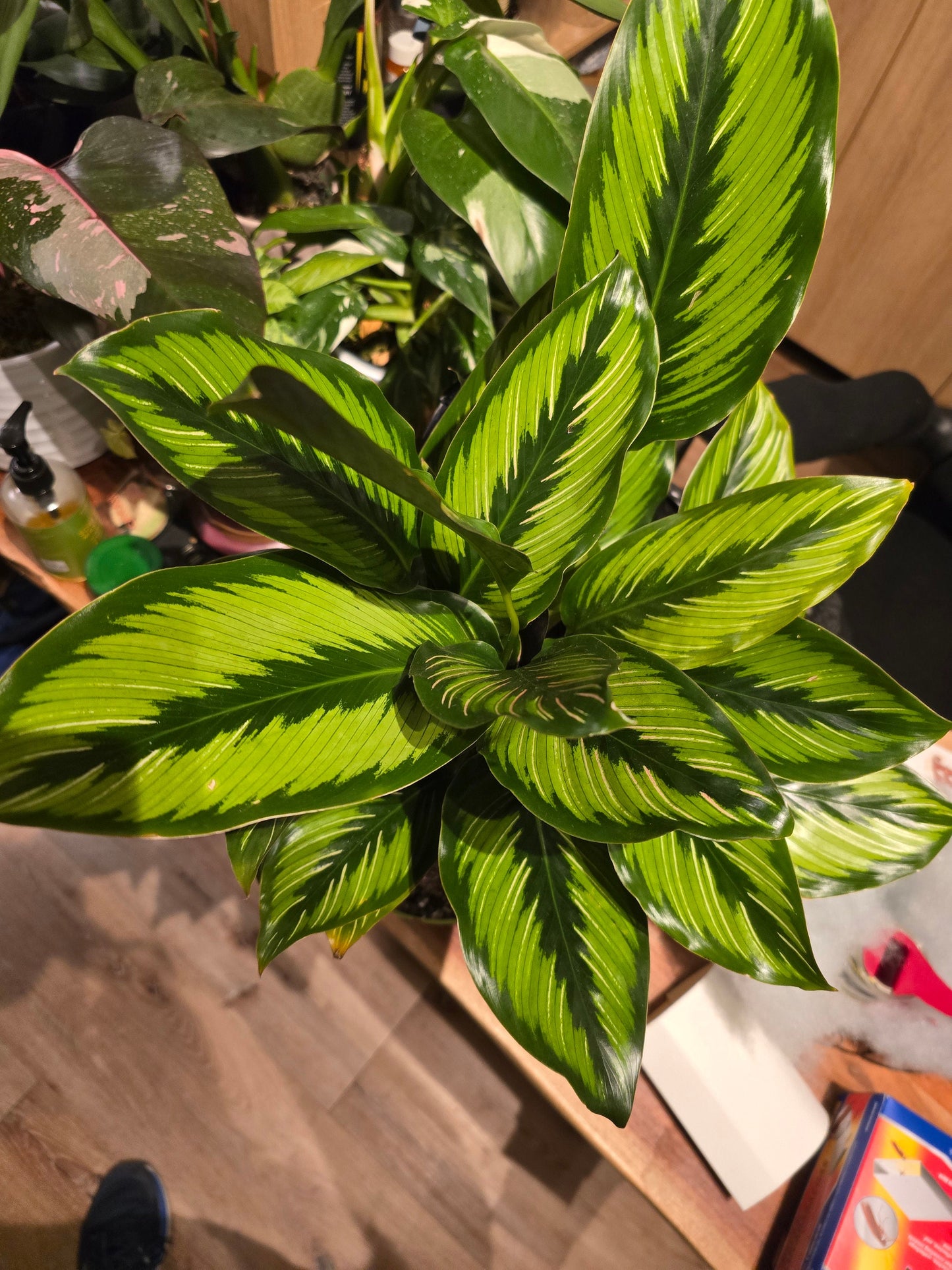 6 inch Pot - Calathea Beauty Star Air Purifier Beautiful green plant - get similar to picture - 🪴 Voelk Art & Plants Inc 🪴