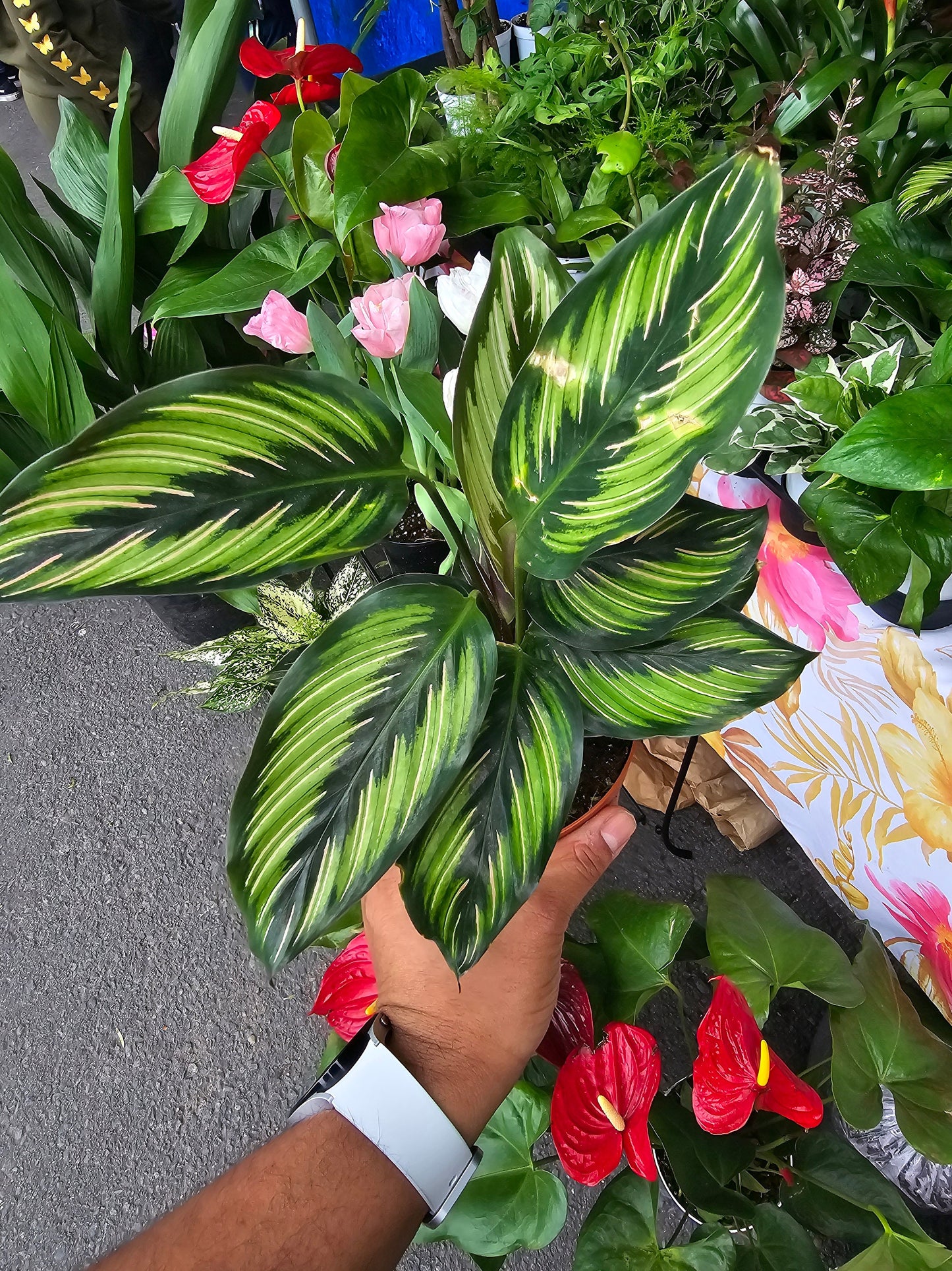 6 inch Pot - Calathea Beauty Star Air Purifier Beautiful green plant - get similar to picture - 🪴 Voelk Art & Plants Inc 🪴