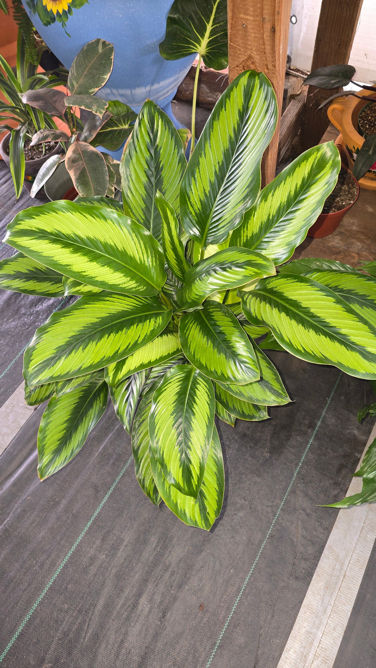 6 inch Pot - Calathea Beauty Star Air Purifier Beautiful green plant - get similar to picture - 🪴 Voelk Art & Plants Inc 🪴