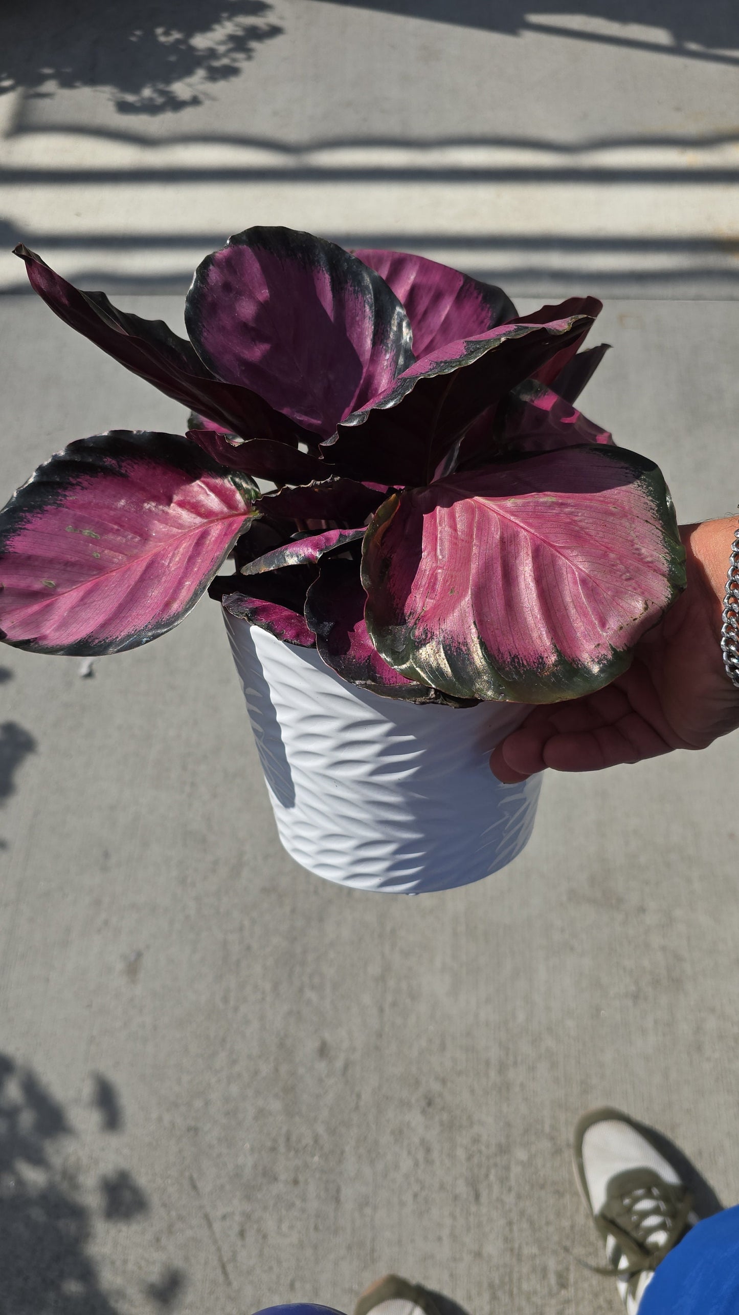 6 inch pot - Calathea purple 'Rosy' - Get similar to the picture - 🪴 Voelk Art & Plants Inc 🪴