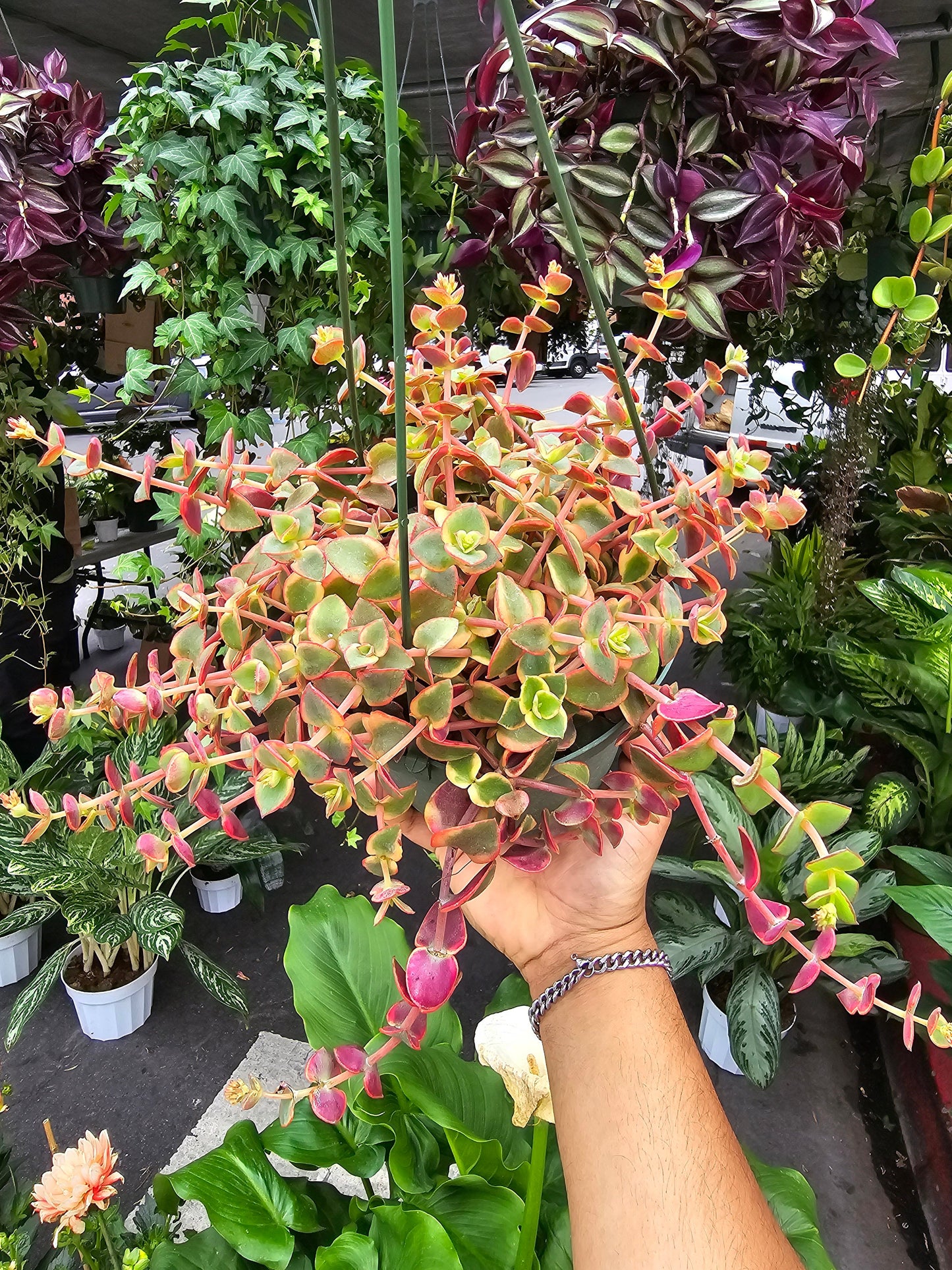 6 inch Pot-Calico Kitten Hanging Succulent, Crassula Pellucida Variegata - Get similar to picture - 🪴 Voelk Art & Plants Inc 🪴