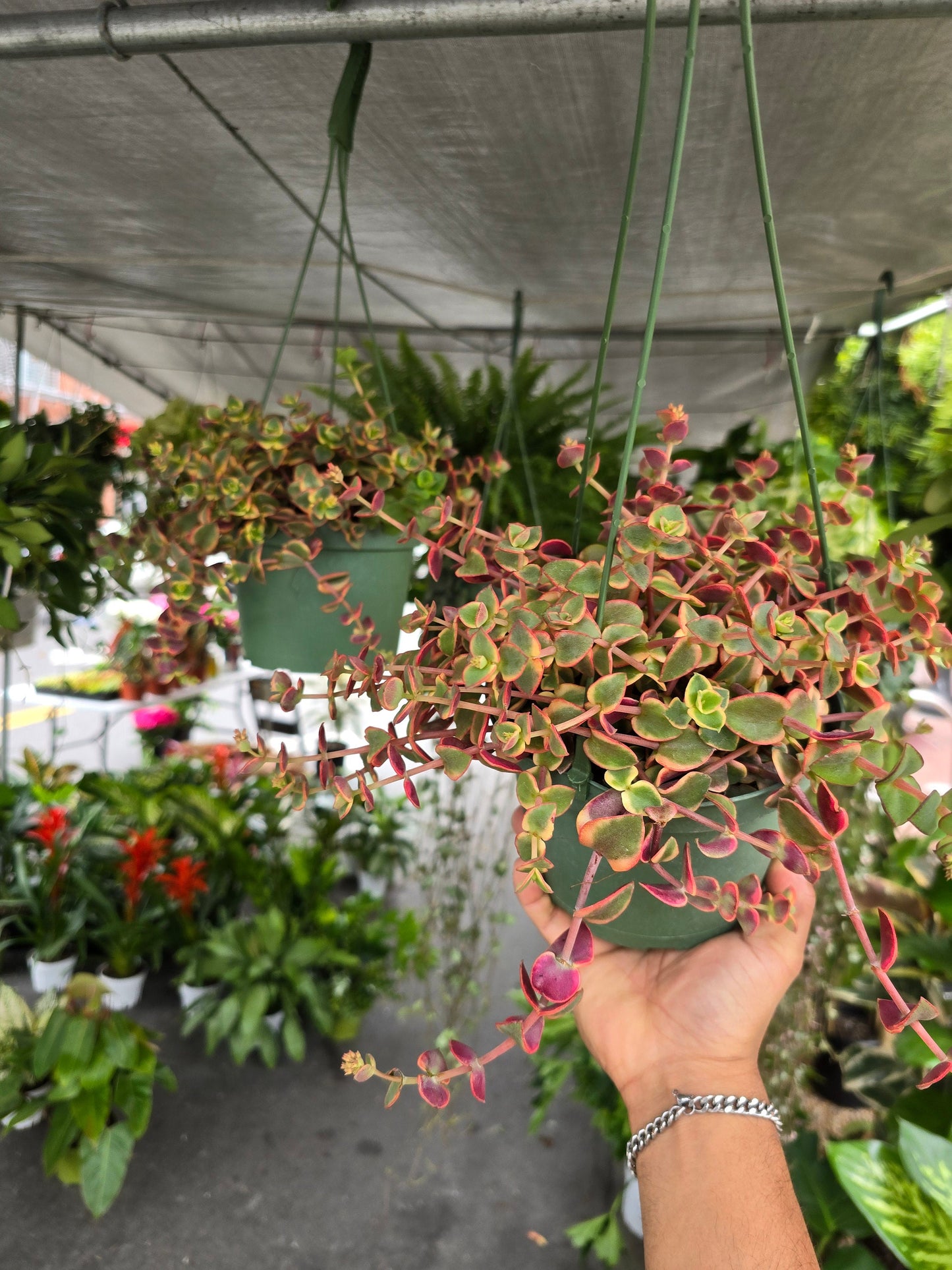 6 inch Pot-Calico Kitten Hanging Succulent, Crassula Pellucida Variegata - Get similar to picture - 🪴 Voelk Art & Plants Inc 🪴