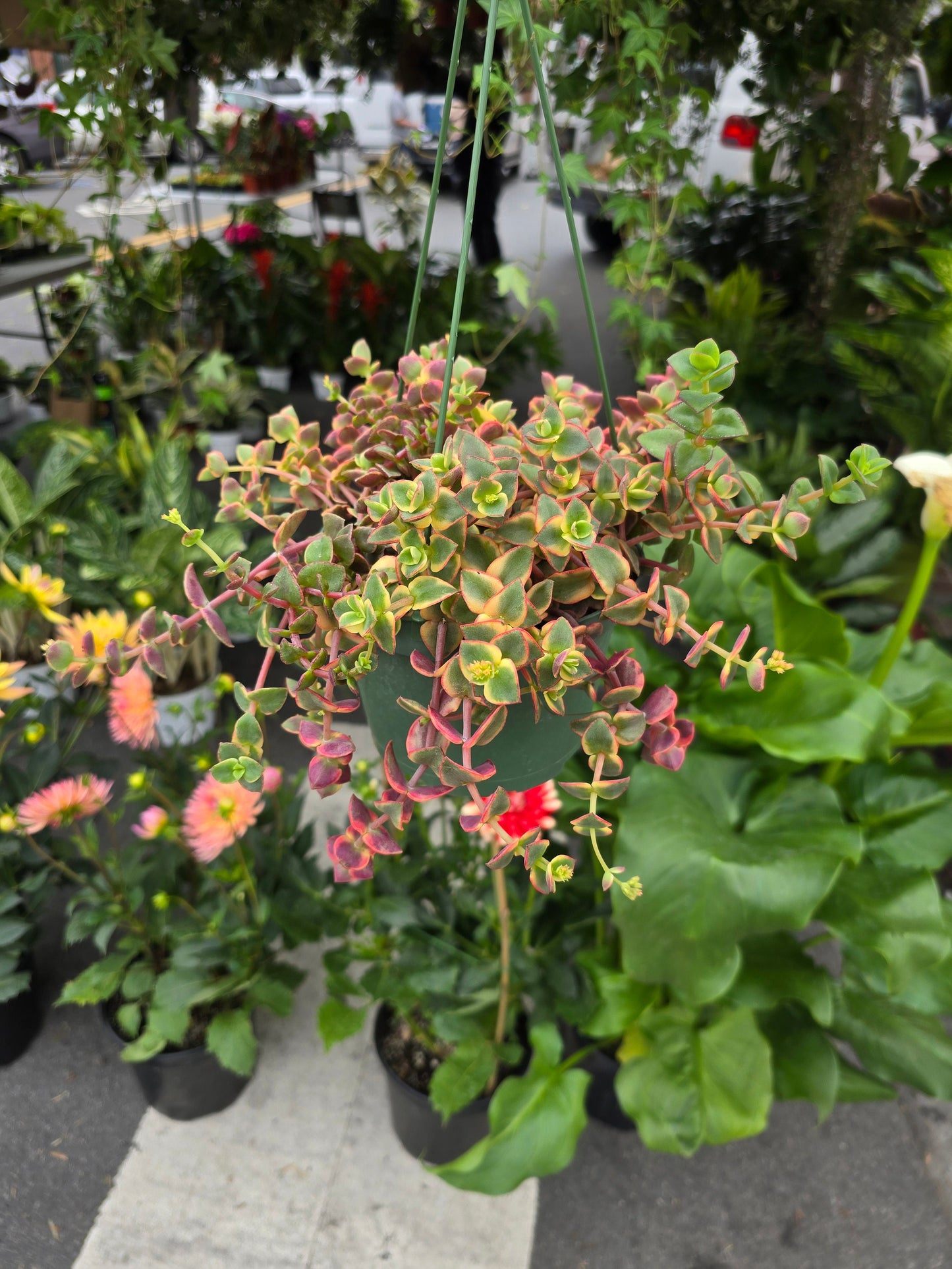 6 inch Pot-Calico Kitten Hanging Succulent, Crassula Pellucida Variegata - Get similar to picture - 🪴 Voelk Art & Plants Inc 🪴