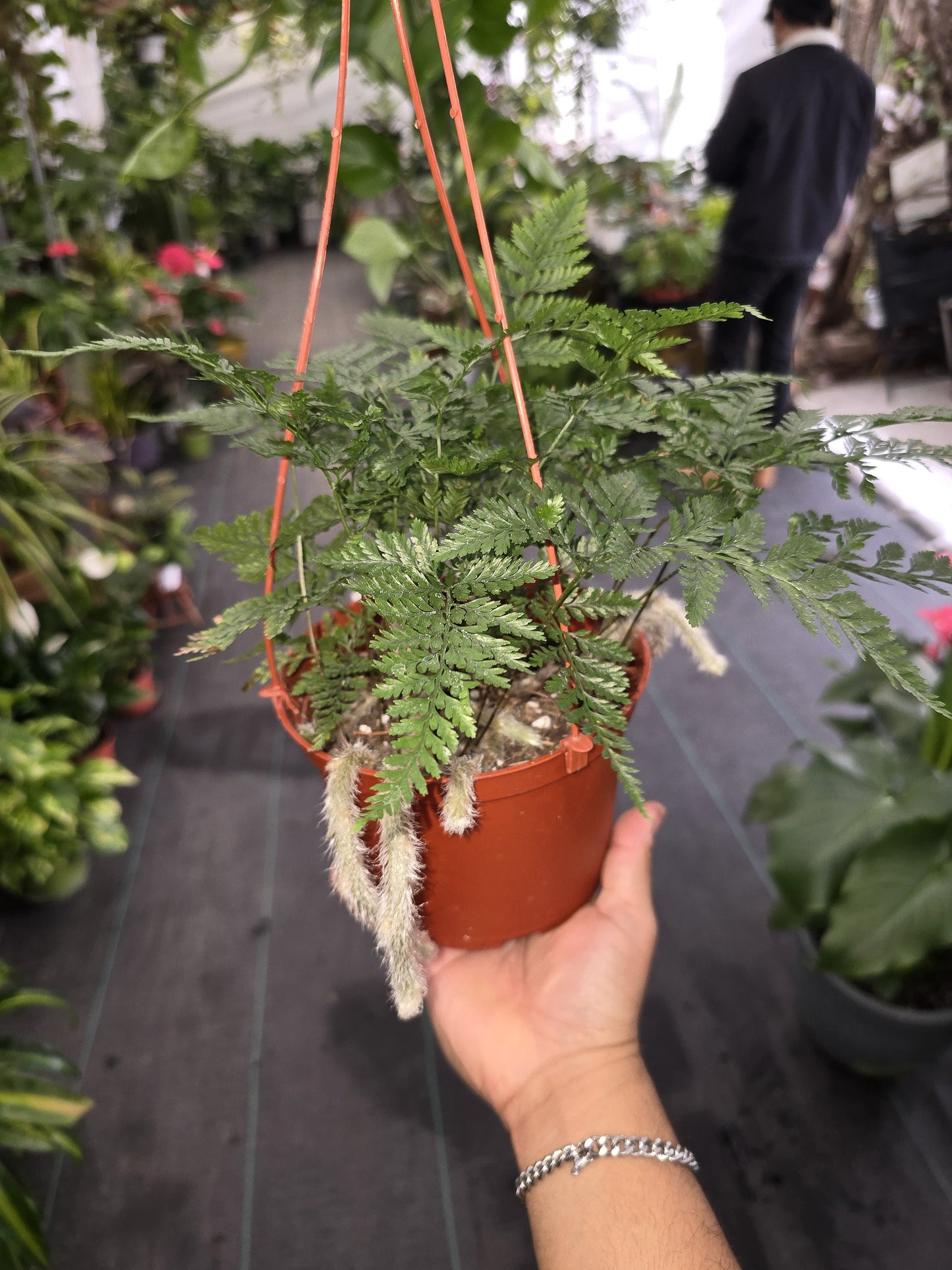6 inch Pot - Davallia fejeensis 'Major' Fern hanging pot - get similar to the picture - 🪴 Voelk Art & Plants Inc 🪴