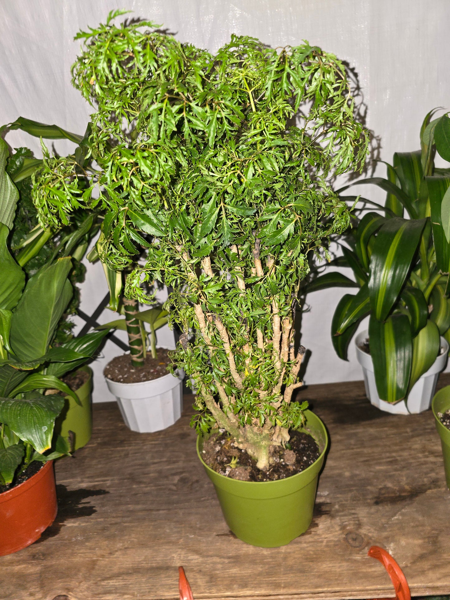 6 inch Pot - Dwarf Ming Aralia Tree, Mini Bonsai, 6-Inch Pot, Live Houseplant Perfect for Home & Garden- Get similar to picture - 🪴 Voelk Art & Plants Inc 🪴