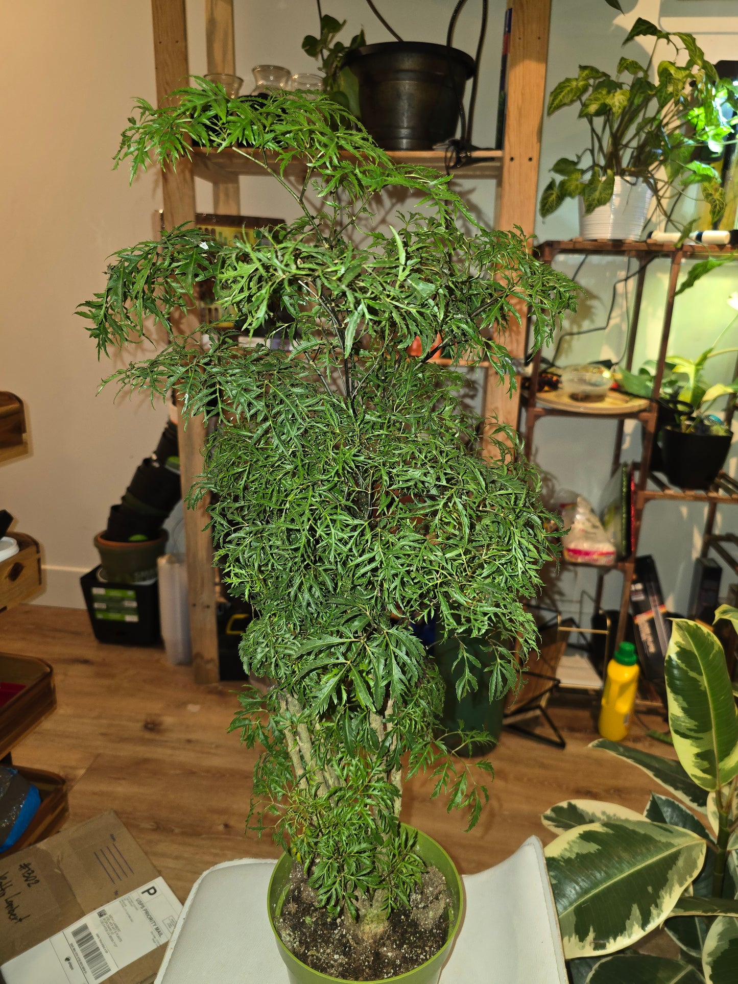 6 inch Pot - Dwarf Ming Aralia Tree, Mini Bonsai, 6-Inch Pot, Live Houseplant Perfect for Home & Garden- Get similar to picture - 🪴 Voelk Art & Plants Inc 🪴