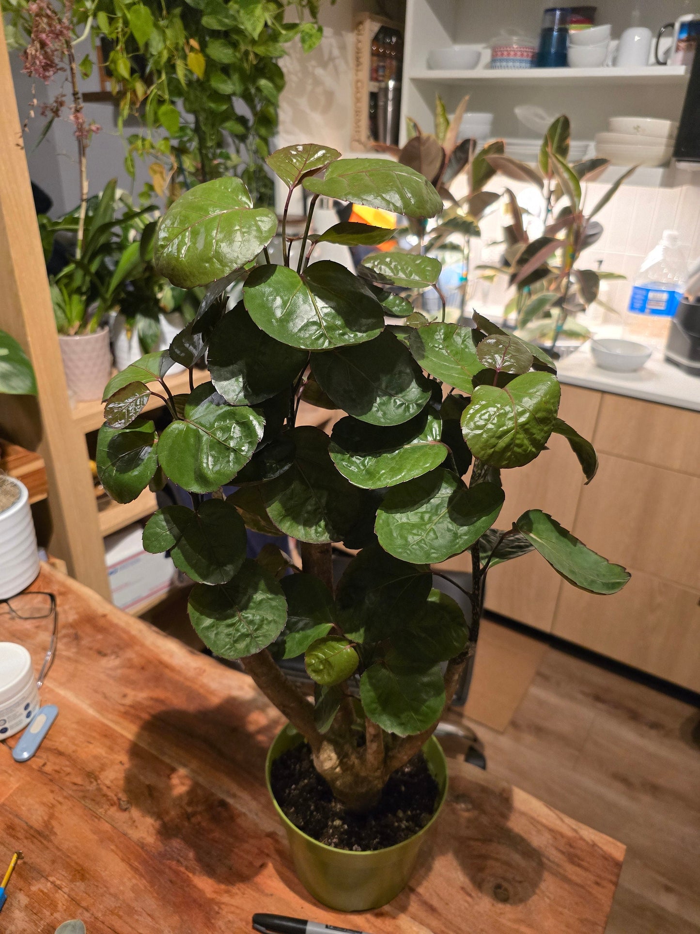 6 inch Pot- Fabian Aralia Tree Stump Unique Bonsai Live Plant, 6" Pot, Green/Purple Foliage - Get similar to picture - 🪴 Voelk Art & Plants Inc 🪴