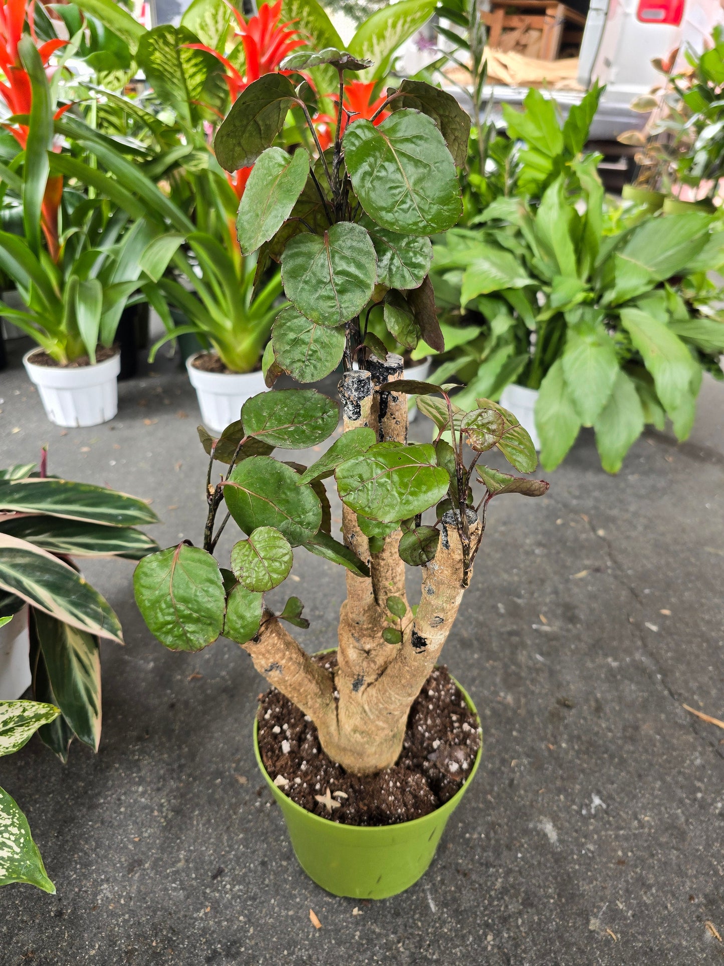 6 inch Pot- Fabian Aralia Tree Stump Unique Bonsai Live Plant, 6" Pot, Green/Purple Foliage - Get similar to picture - 🪴 Voelk Art & Plants Inc 🪴