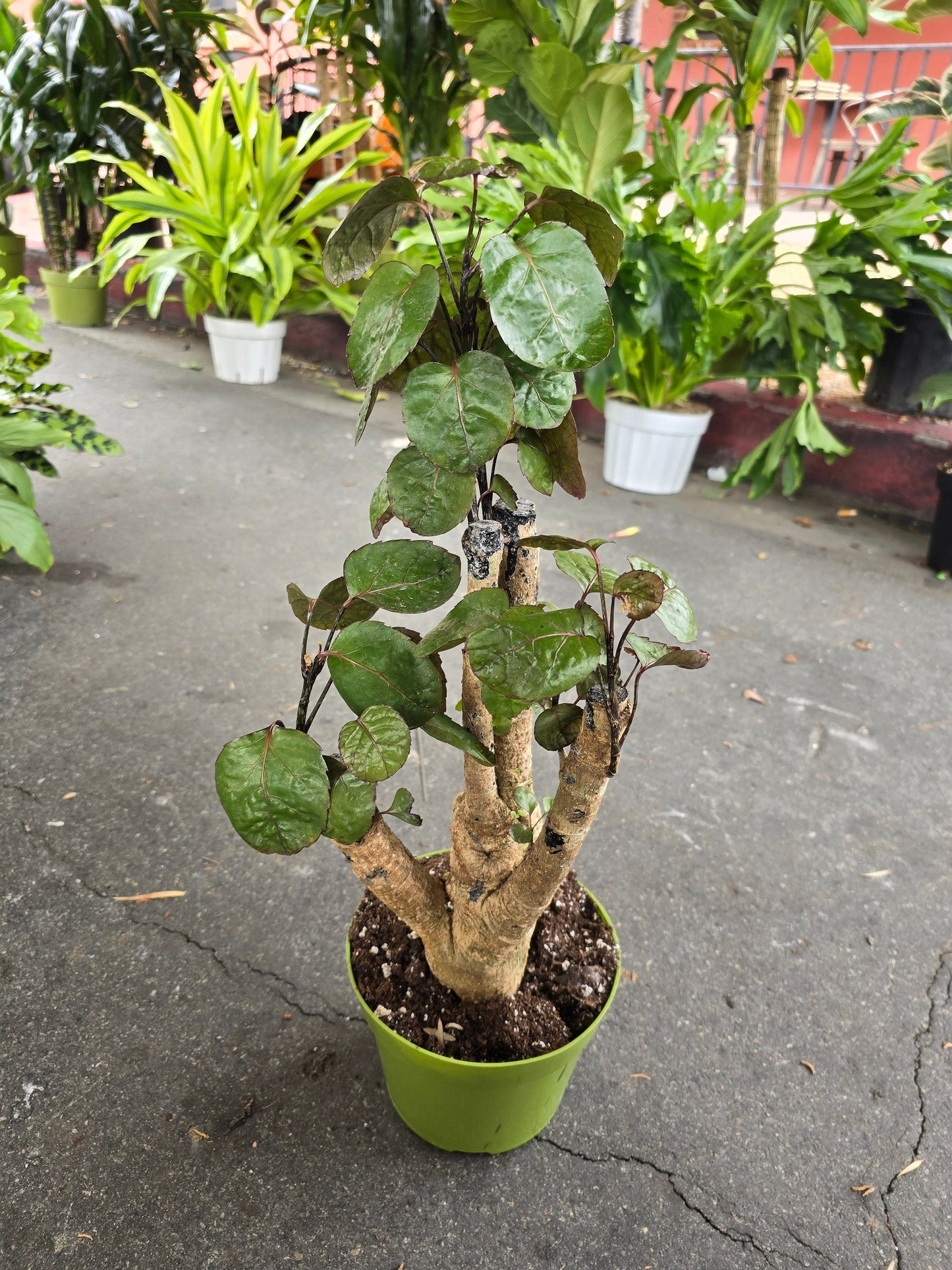 6 inch Pot- Fabian Aralia Tree Stump Unique Bonsai Live Plant, 6" Pot, Green/Purple Foliage - Get similar to picture - 🪴 Voelk Art & Plants Inc 🪴