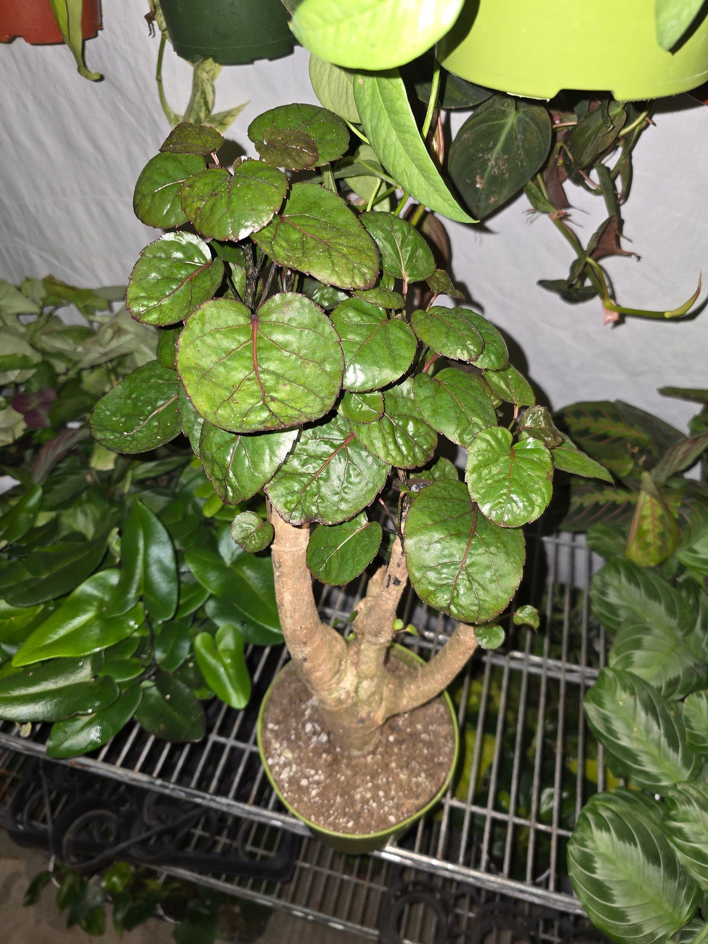 6 inch Pot- Fabian Aralia Tree Stump Unique Bonsai Live Plant, 6" Pot, Green/Purple Foliage - Get similar to picture - 🪴 Voelk Art & Plants Inc 🪴