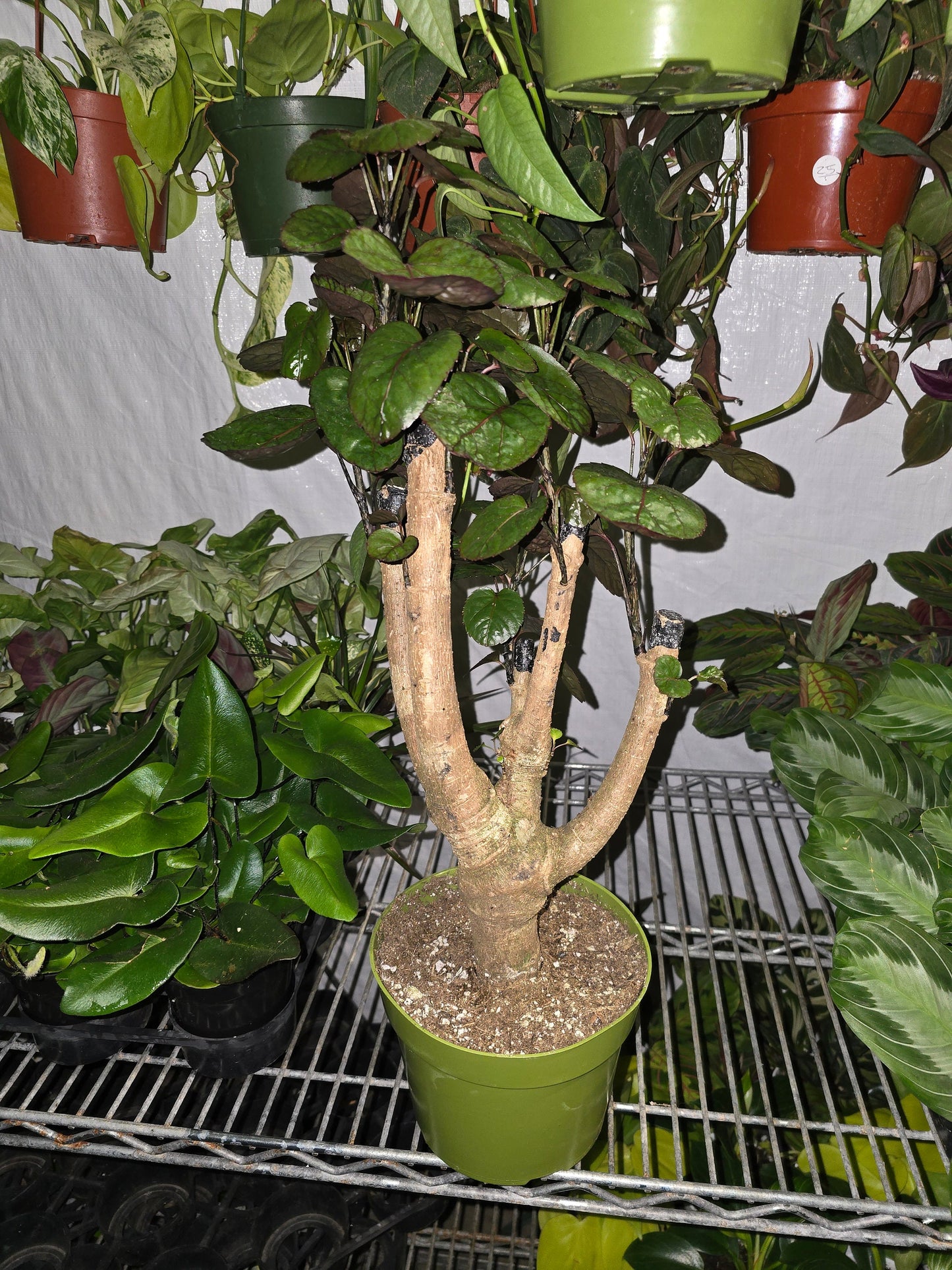 6 inch Pot- Fabian Aralia Tree Stump Unique Bonsai Live Plant, 6" Pot, Green/Purple Foliage - Get similar to picture - 🪴 Voelk Art & Plants Inc 🪴