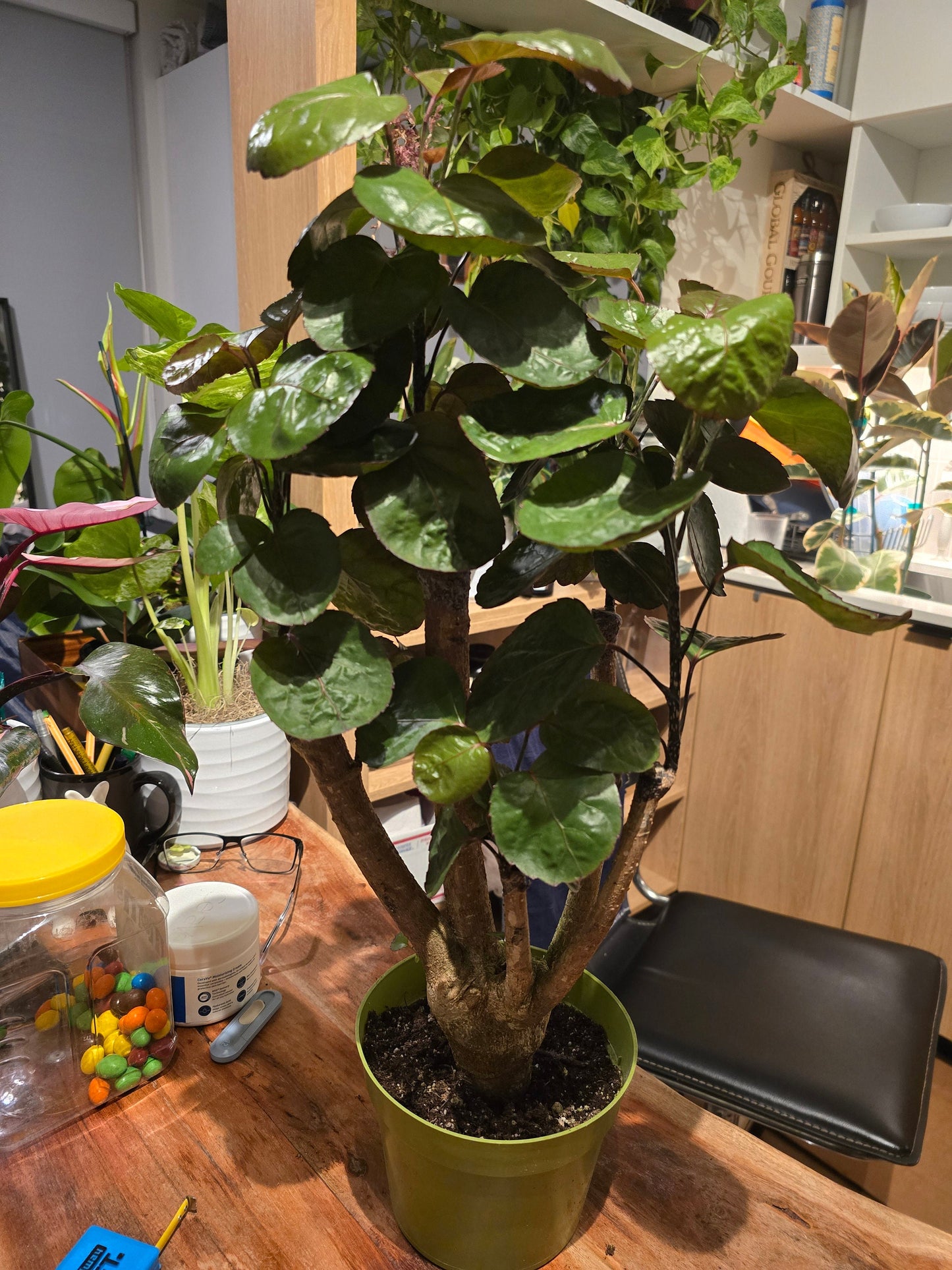 6 inch Pot- Fabian Aralia Tree Stump Unique Bonsai Live Plant, 6" Pot, Green/Purple Foliage - Get similar to picture - 🪴 Voelk Art & Plants Inc 🪴