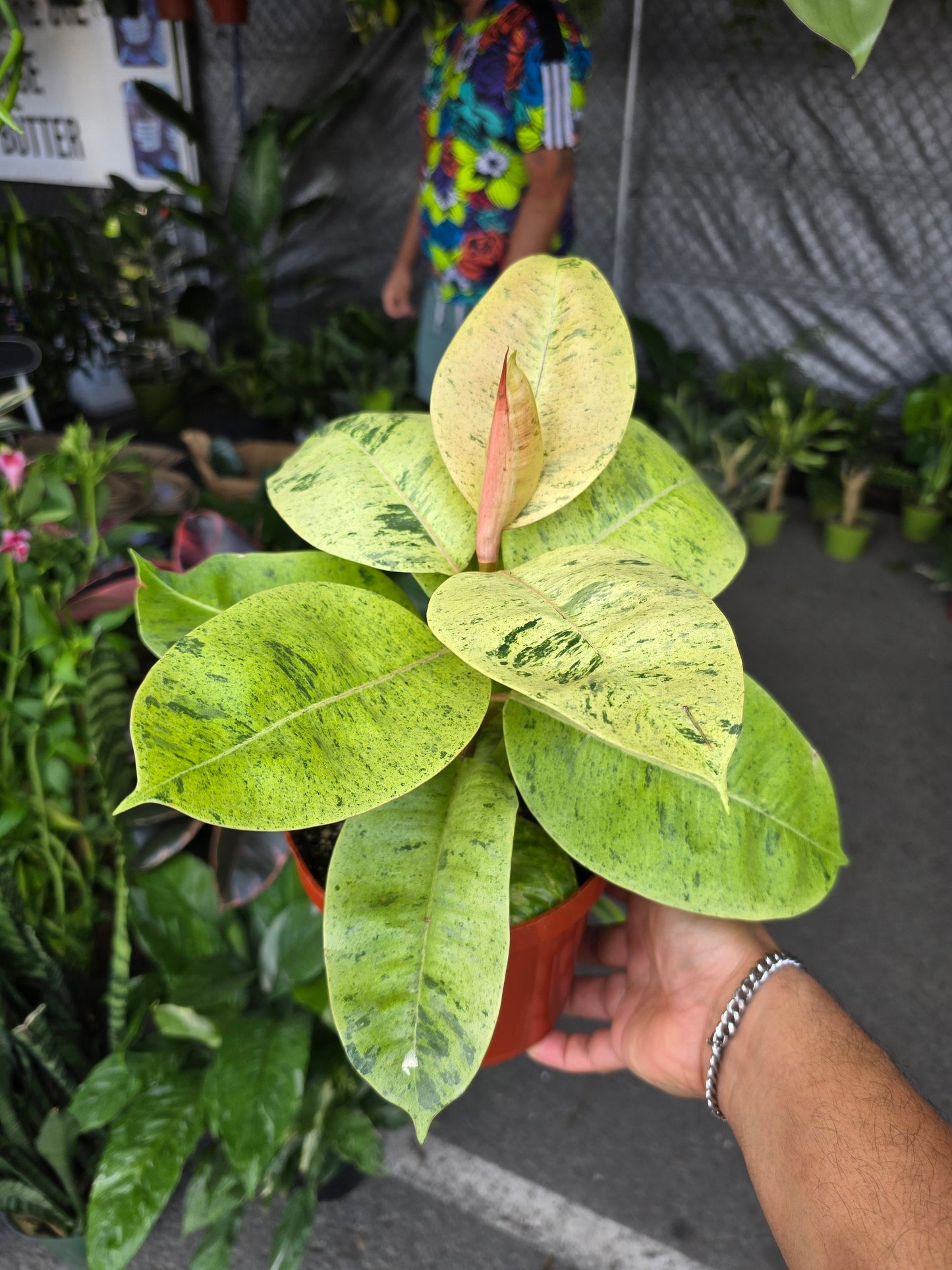 6 inch Pot - Ficus Elastica Shivereana ‘Moonshine’ - House Plants Air Purifier - Get one similar as picture - 🪴 Voelk Art & Plants Inc 🪴
