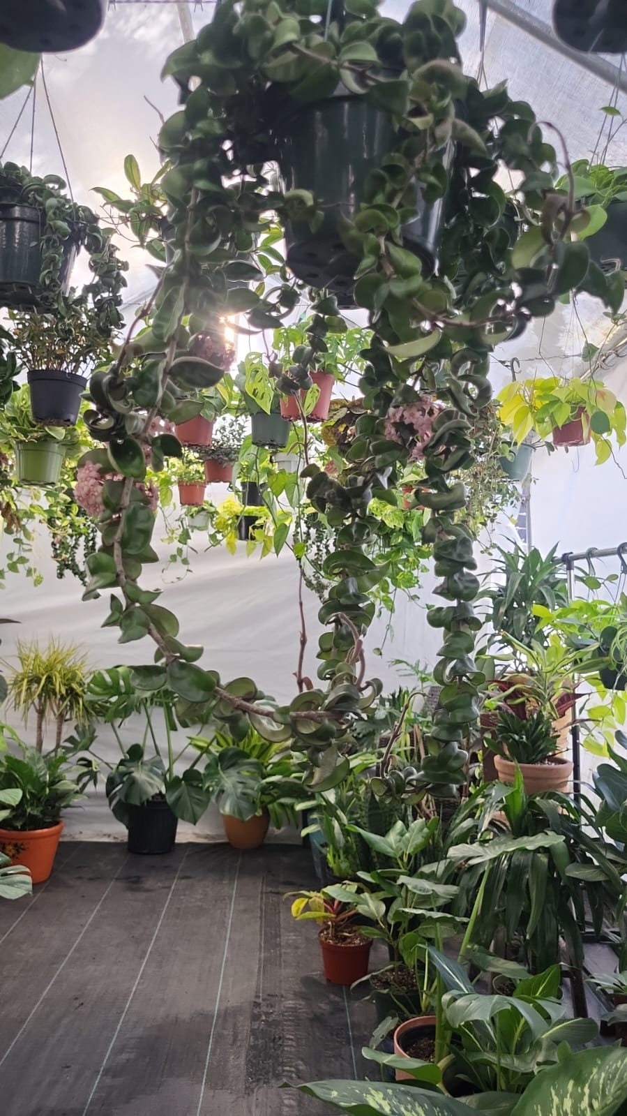 6 inch pot Giant Plant- Hoya Compacta aka Hoya Hindu Rope in Hanging Pot Live Hoya Plant Air-Purifying Plant Compacta - Get similar as picture! - 🪴 Voelk Art & Plants Inc 🪴