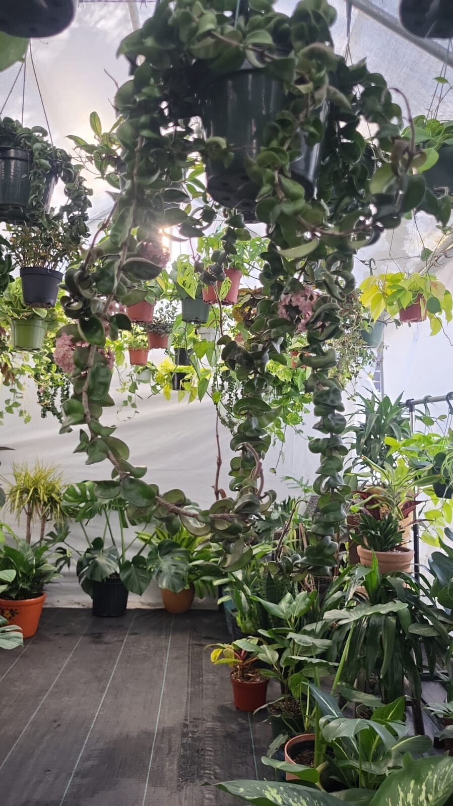 6 inch pot Giant Plant- Hoya Compacta aka Hoya Hindu Rope in Hanging Pot Live Hoya Plant Air-Purifying Plant Compacta - Get similar as picture! - 🪴 Voelk Art & Plants Inc 🪴