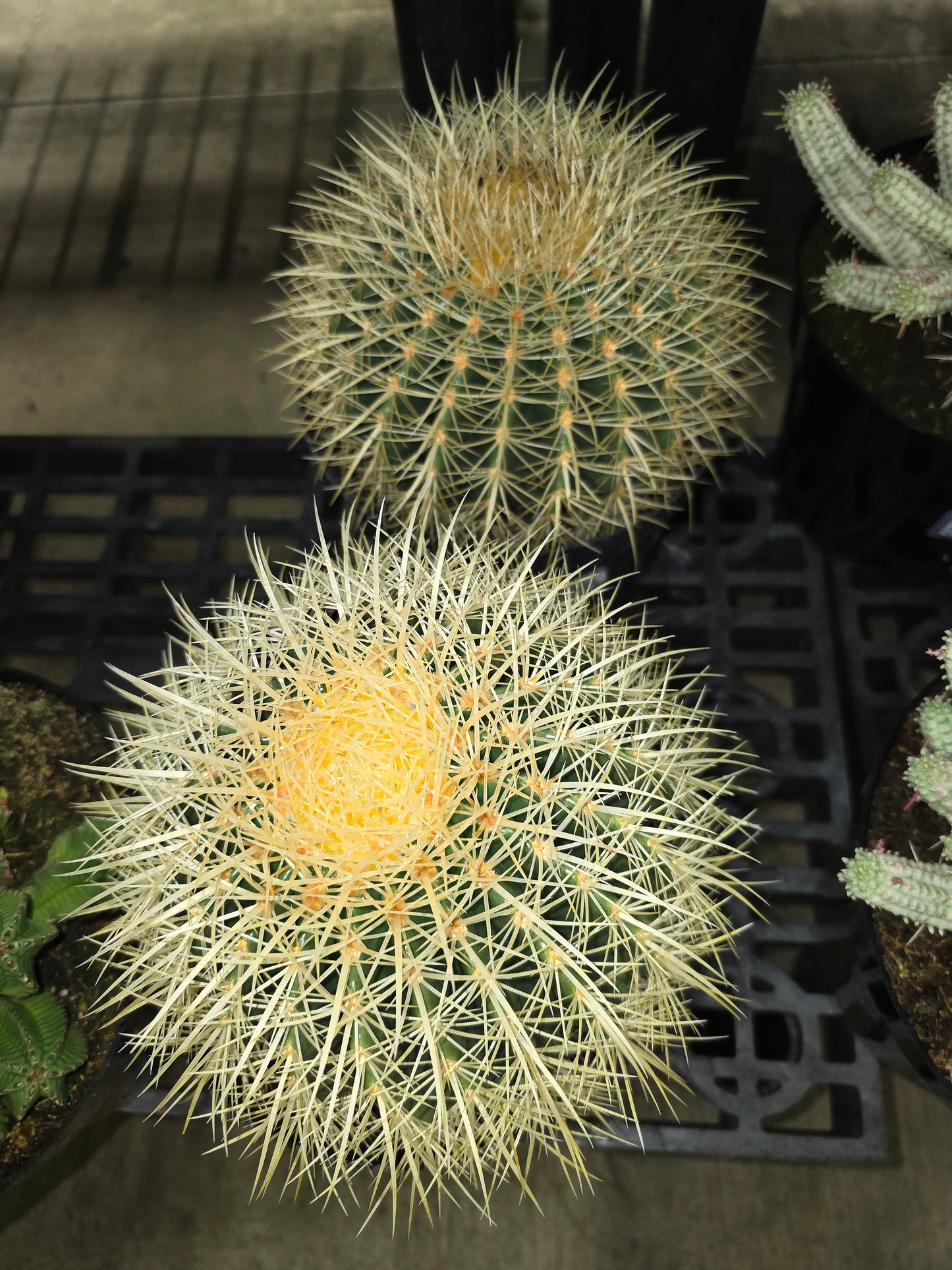 6 inch Pot - Golden Barrel Cactus - Get similar to the picture - 🪴 Voelk Art & Plants Inc 🪴