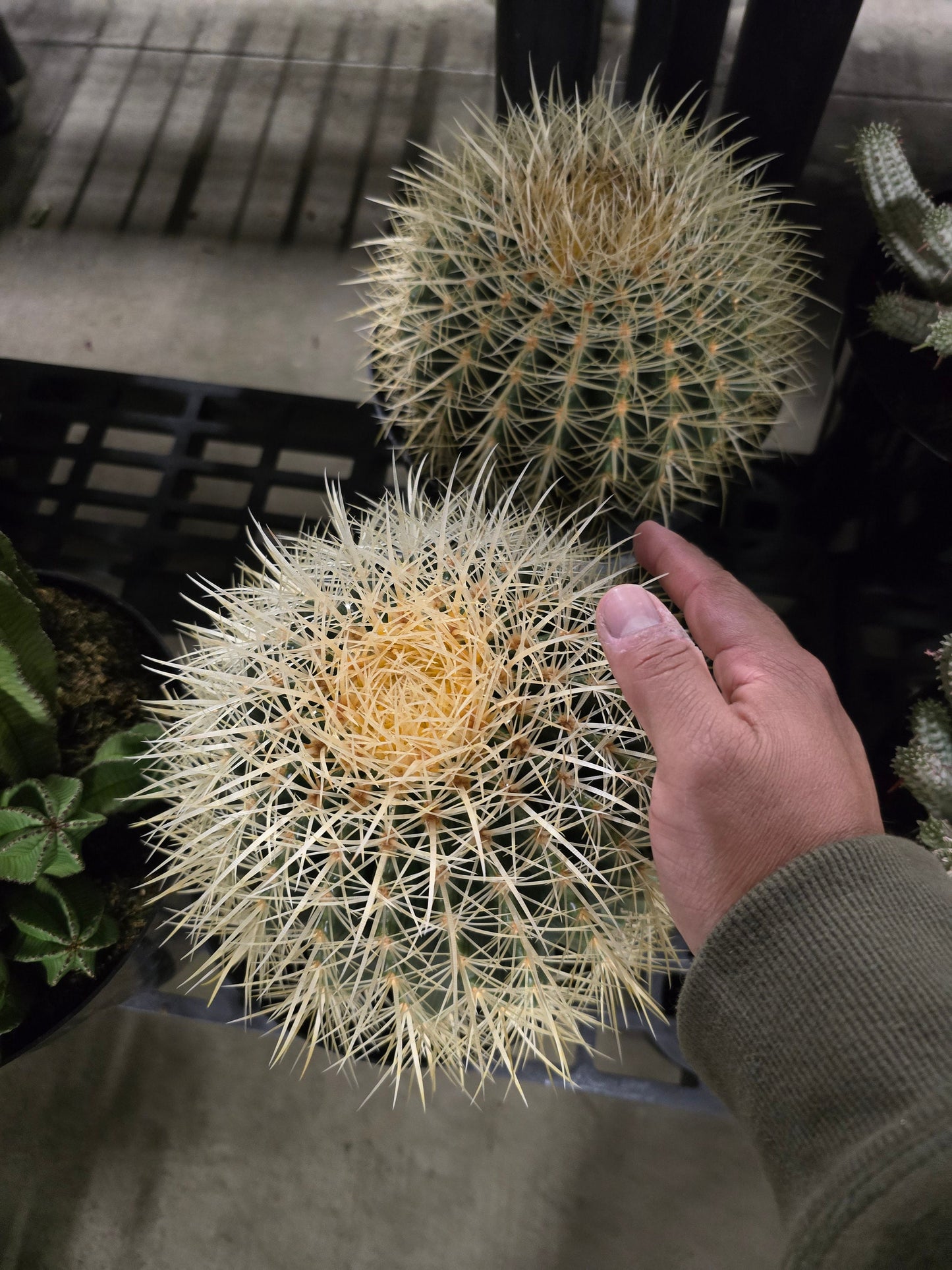 6 inch Pot - Golden Barrel Cactus - Get similar to the picture - 🪴 Voelk Art & Plants Inc 🪴