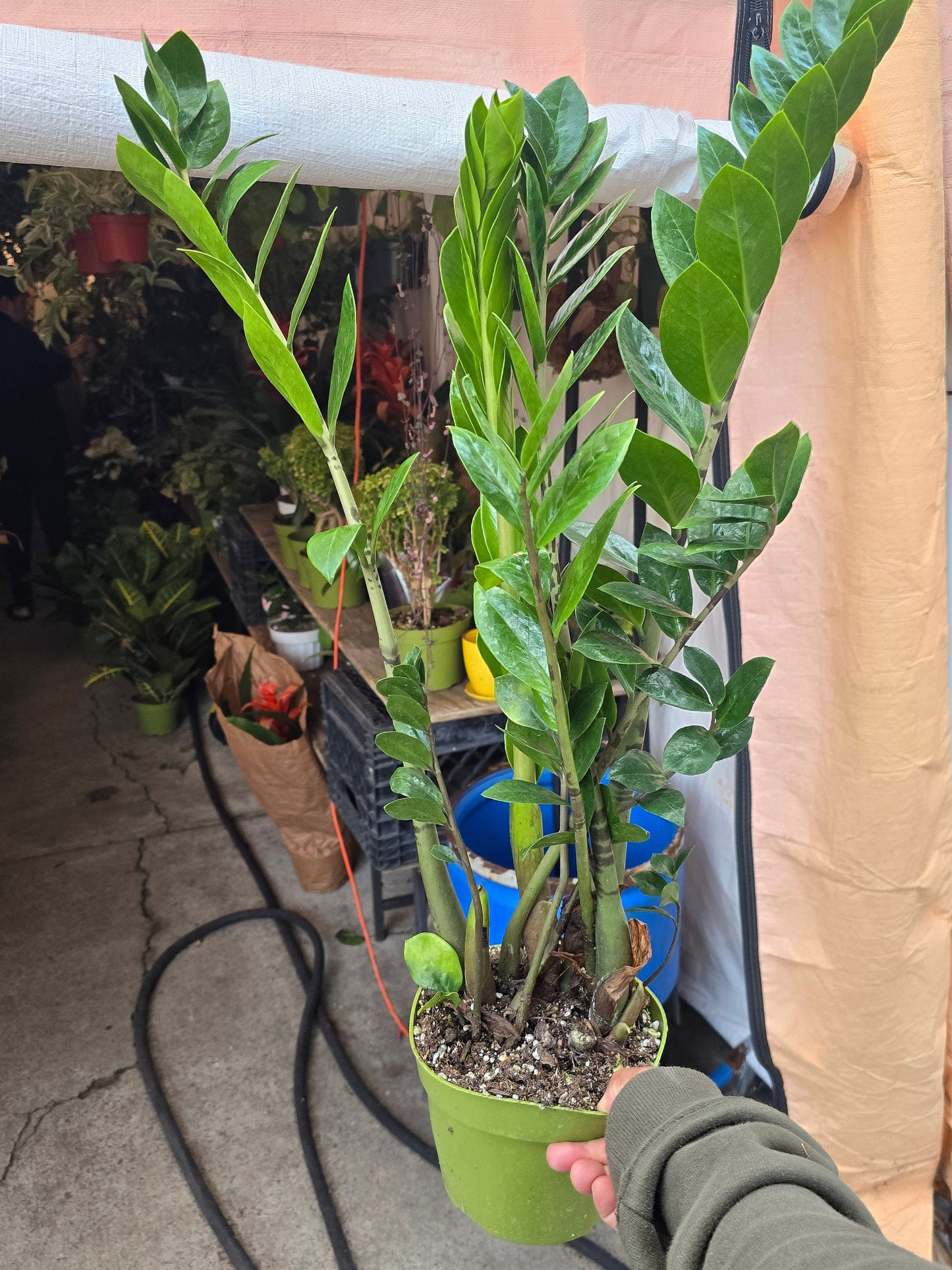 6 inch Pot - Green ZZ plant Indoor Plant Air Purifier- Get Similar - 🪴 Voelk Art & Plants Inc 🪴