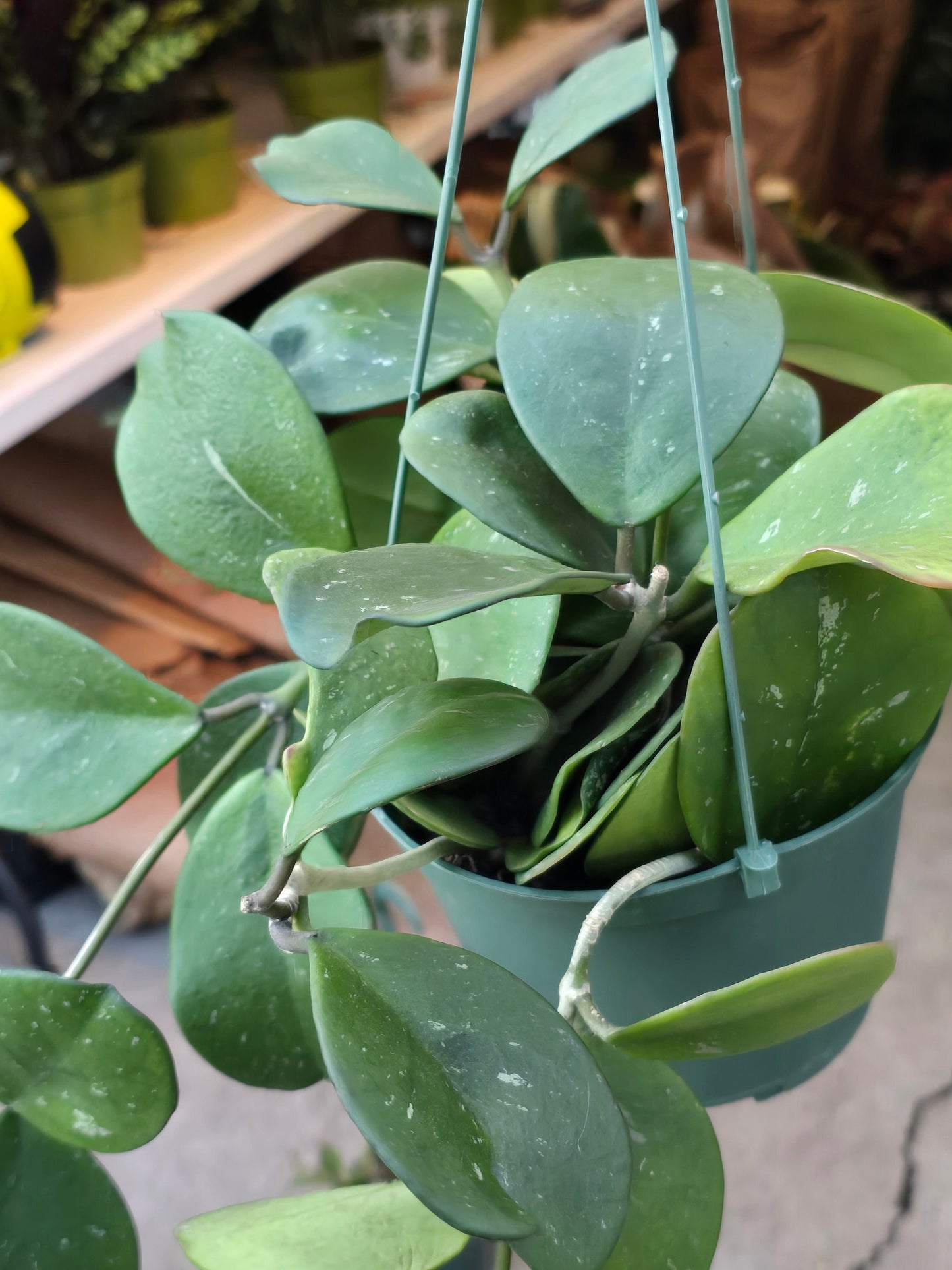 6 inch Pot- Hoya Abovada Easy Care low water - Get similar to picture - 🪴 Voelk Art & Plants Inc 🪴