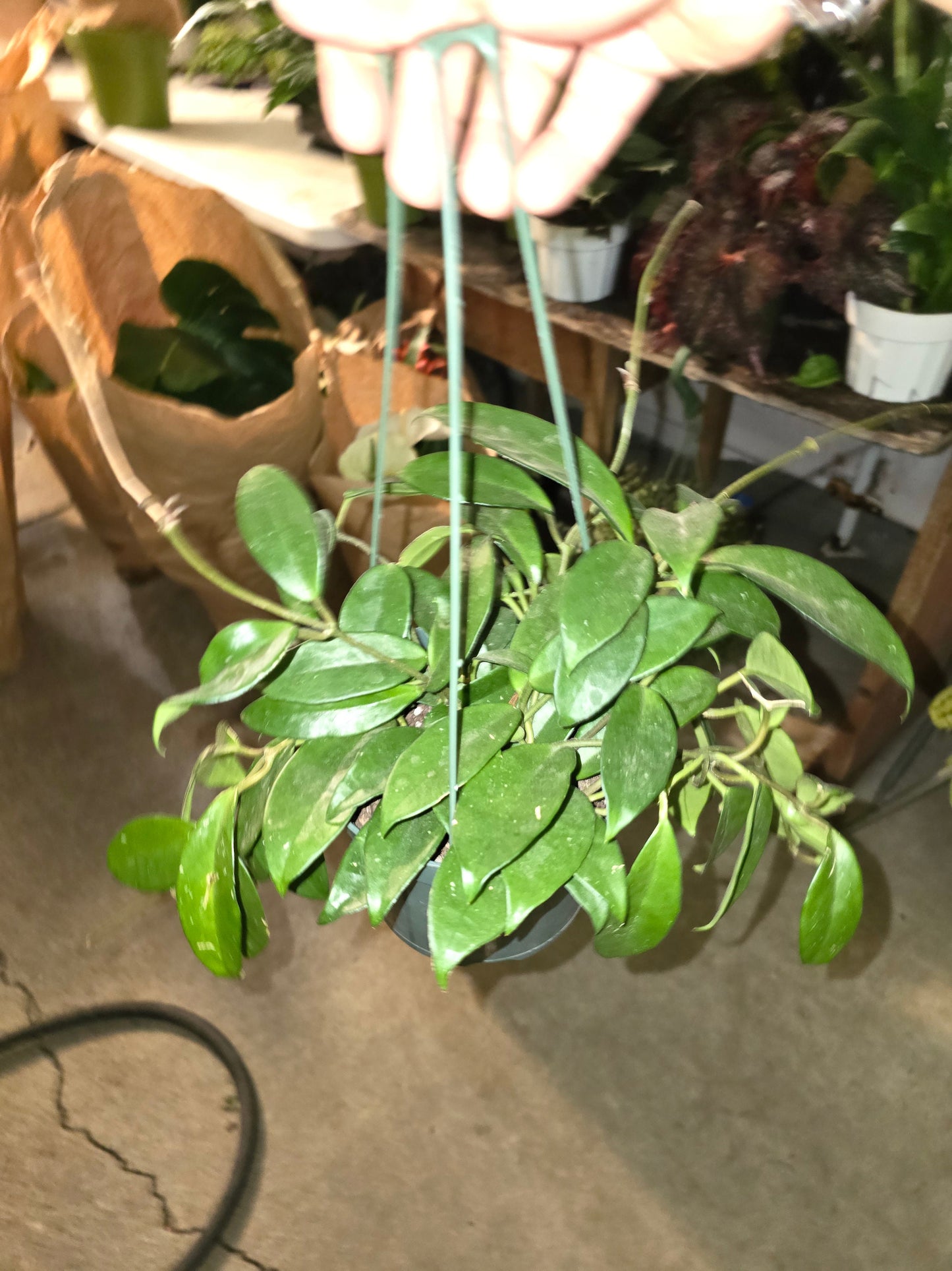 6 inch pot - Hoya Carnosa Green - Gives beautiful flowers- low maintenance easy care - Get similar to the picture - 🪴 Voelk Art & Plants Inc 🪴