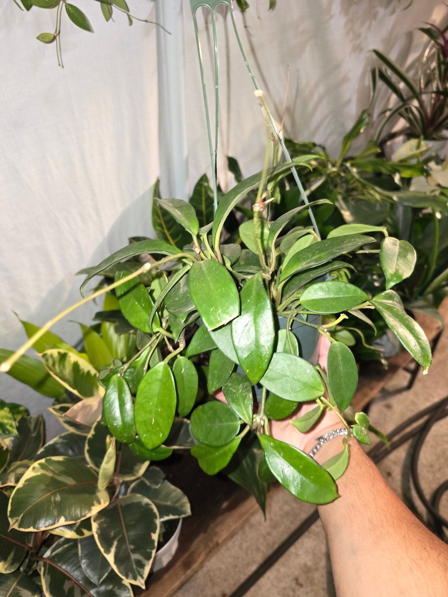 6 inch pot - Hoya Carnosa Green - Gives beautiful flowers- low maintenance easy care - Get similar to the picture - 🪴 Voelk Art & Plants Inc 🪴