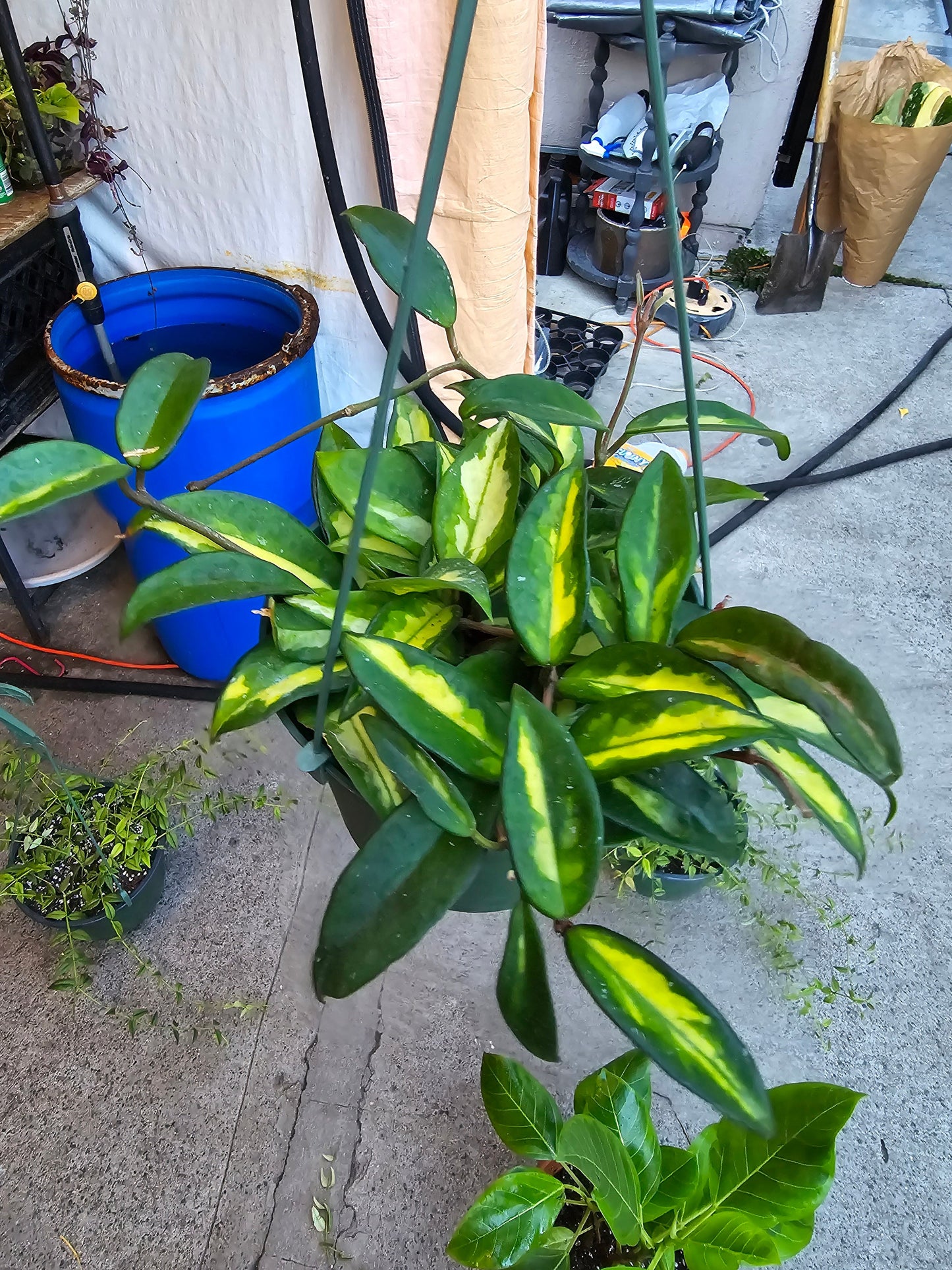 6 inch Pot- Hoya Carnosa Tri Color Easy Care low water - Get similar to picture - 🪴 Voelk Art & Plants Inc 🪴