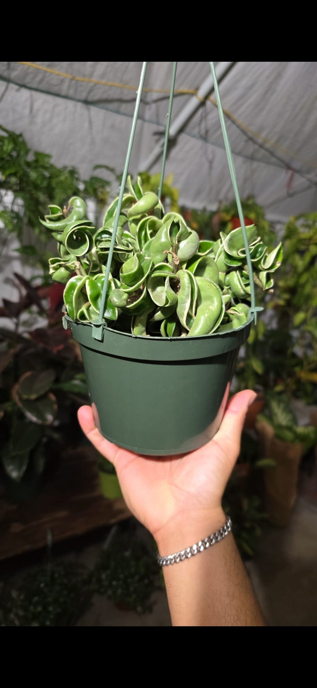6 inch pot - Hoya Compacta aka Hoya Hindu Rope in Hanging Pot Live Hoya Plant Air-Purifying Plant Hoya Compacta - Get similar as picture - 🪴 Voelk Art & Plants Inc 🪴