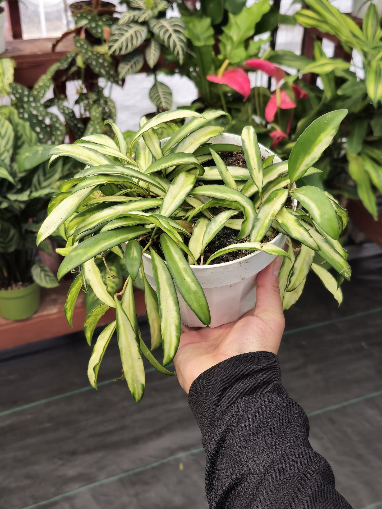 6 inch Pot - Hoya Huayetti Variegated, very Rare! hanging plants. - 🪴 Voelk Art & Plants Inc 🪴