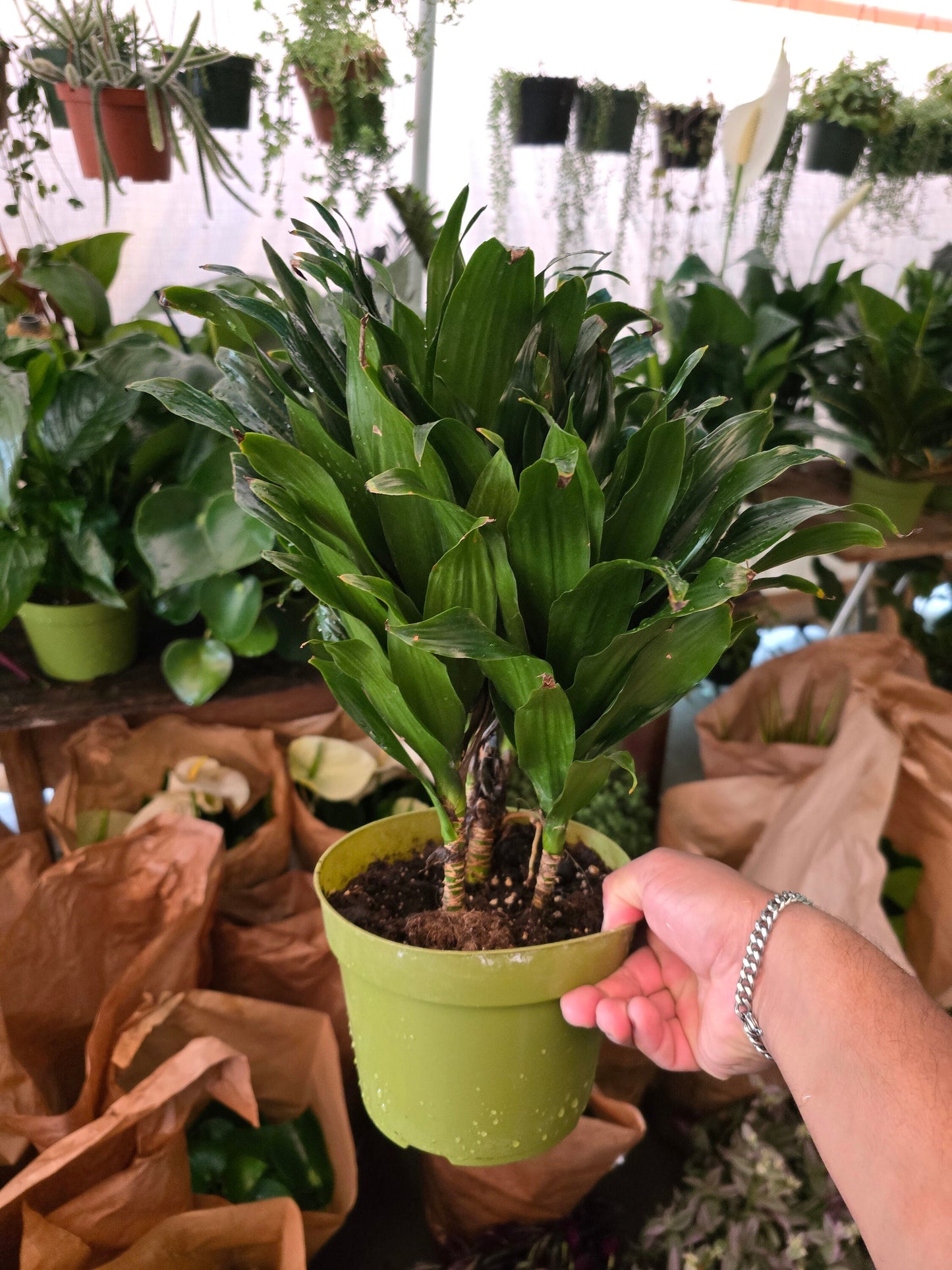 6 inch Pot - Janet Craig Dragon Tree - Dracaena fragrans- Easy to Grow House Plant - Get similar to the picture - 🪴 Voelk Art & Plants Inc 🪴
