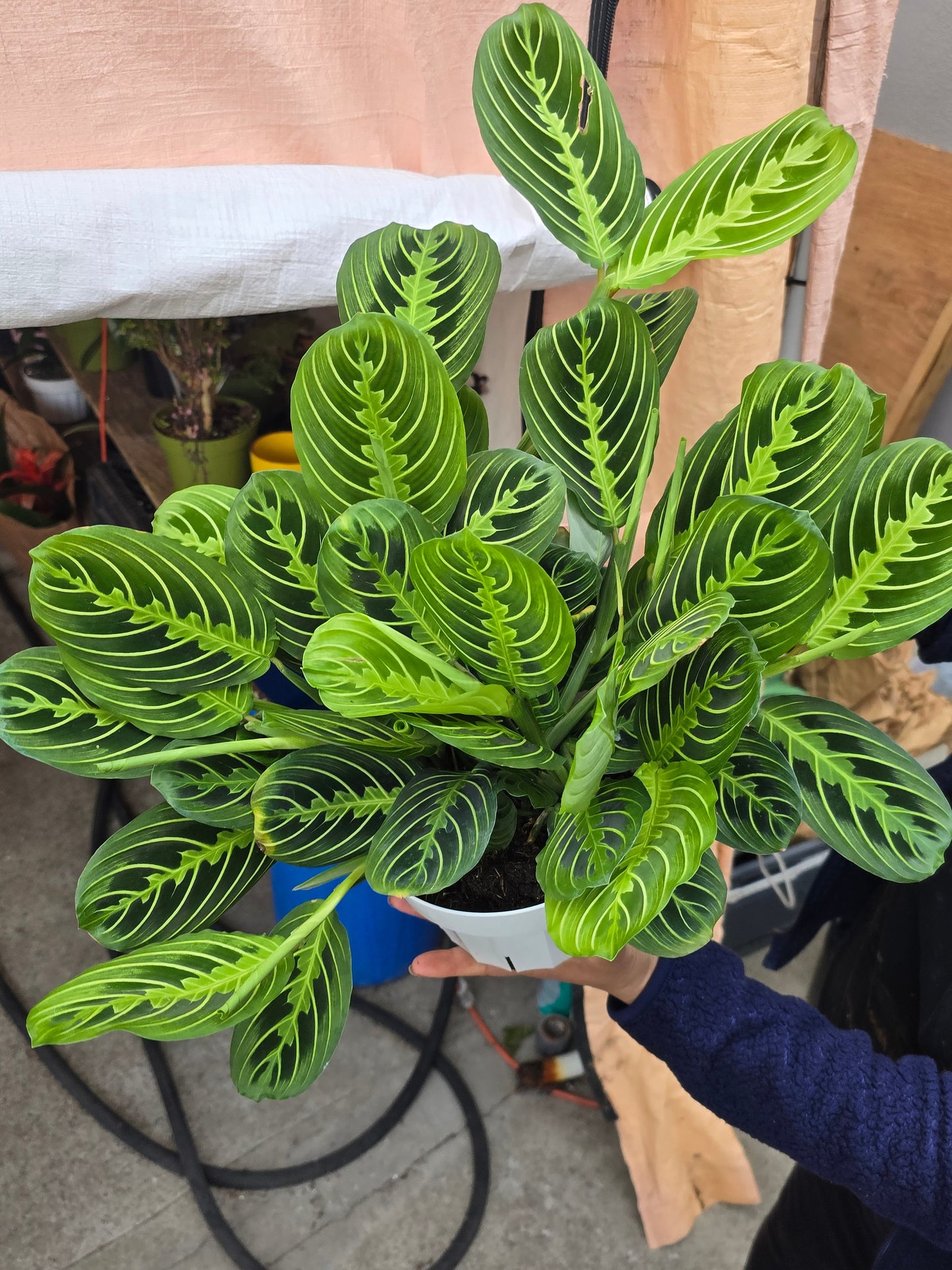 6 inch Pot - Lemon Lime Prayer Plant, Lemon Lime Marantha, Popular and Attractive houseplant - Get similar to the picture - 🪴 Voelk Art & Plants Inc 🪴