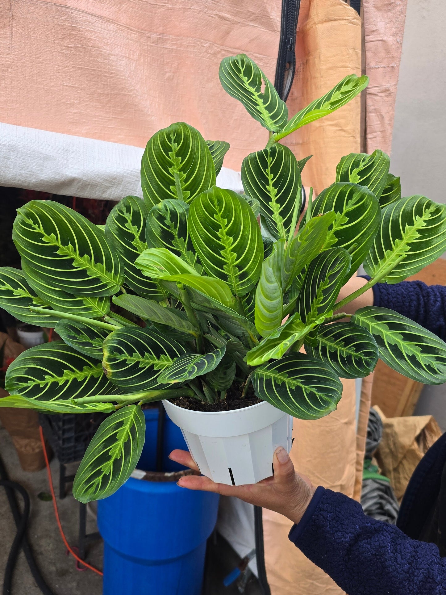 6 inch Pot - Lemon Lime Prayer Plant, Lemon Lime Marantha, Popular and Attractive houseplant - Get similar to the picture - 🪴 Voelk Art & Plants Inc 🪴