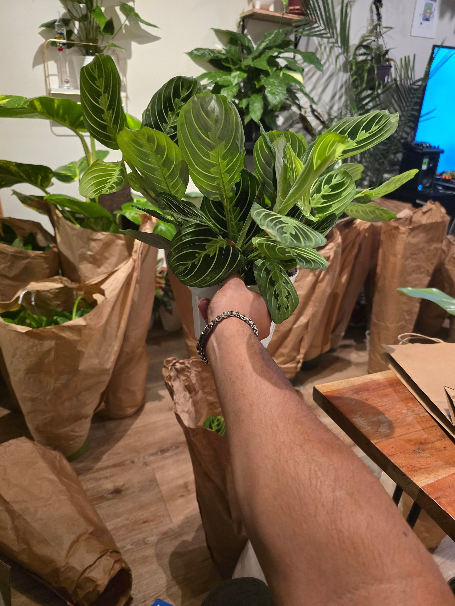 6 inch pot -Lemon Lime Prayer Plant Marantha, Popular and Attractive houseplant, Gorgeous Live Indoor Plant, Easy Care-Get similar to the picture - 🪴 Voelk Art & Plants Inc 🪴