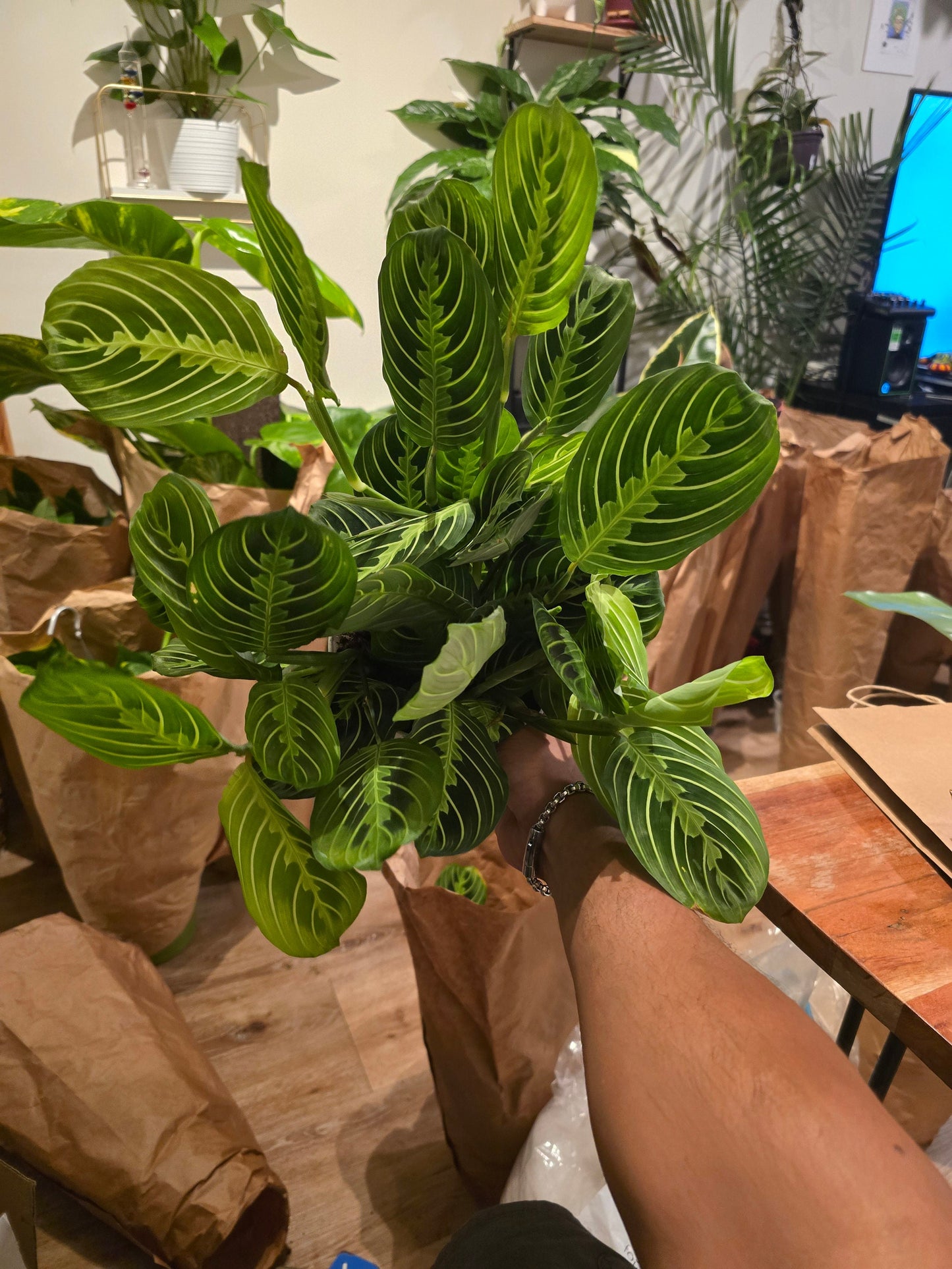 6 inch pot -Lemon Lime Prayer Plant Marantha, Popular and Attractive houseplant, Gorgeous Live Indoor Plant, Easy Care-Get similar to the picture - 🪴 Voelk Art & Plants Inc 🪴
