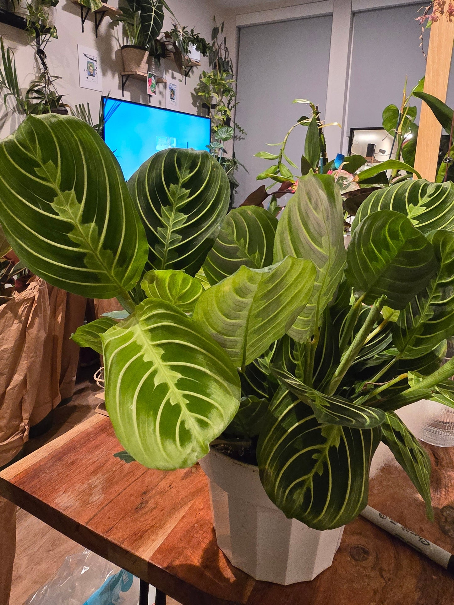6 inch pot -Lemon Lime Prayer Plant Marantha, Popular and Attractive houseplant, Gorgeous Live Indoor Plant, Easy Care-Get similar to the picture - 🪴 Voelk Art & Plants Inc 🪴