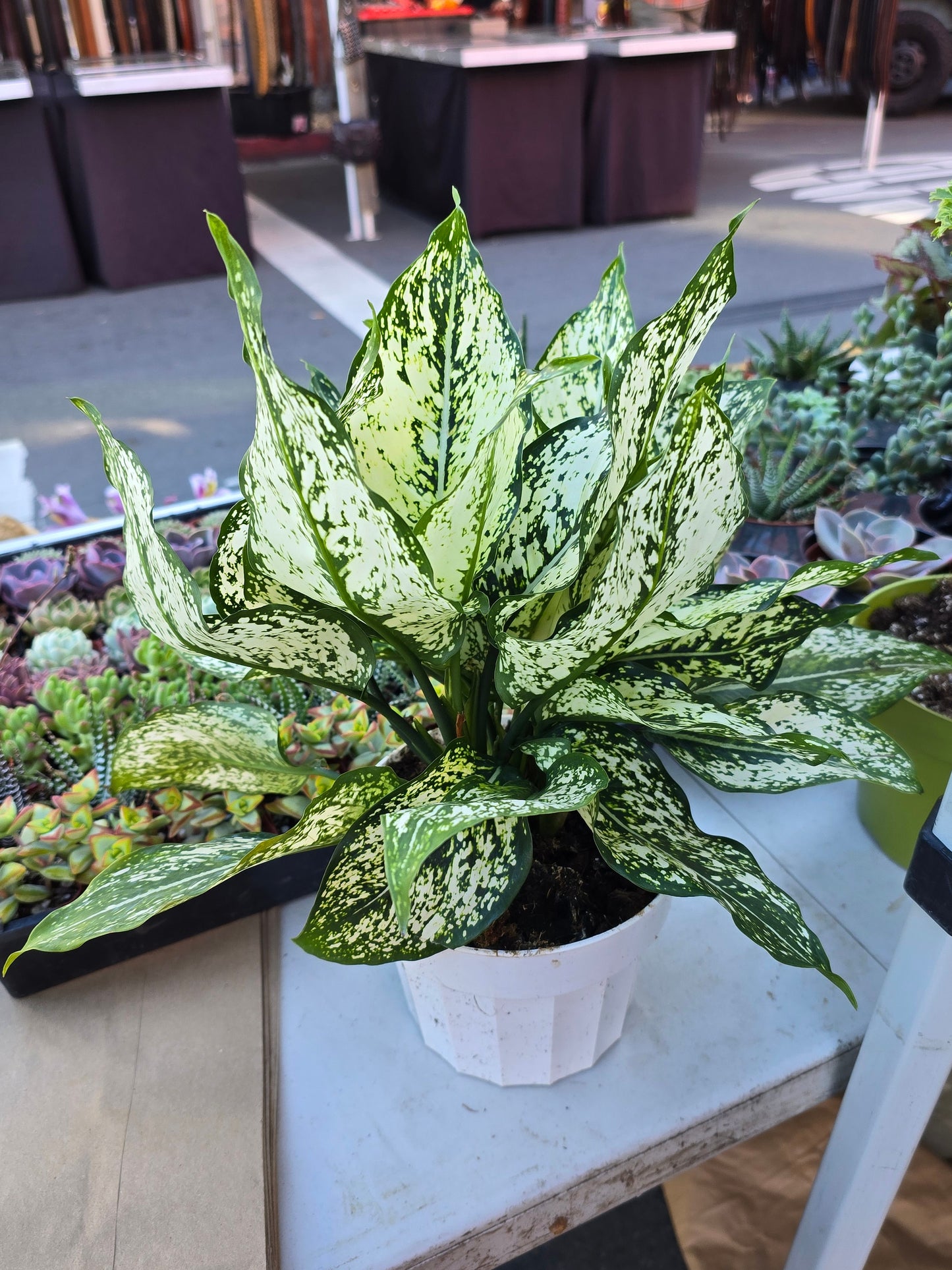 6 inch pot- Live Aglaonema 'First Diamond' Chinese Evergreen - Good luck plant - Easy care indoor - Similar plant to picture - 🪴 Voelk Art & Plants Inc 🪴