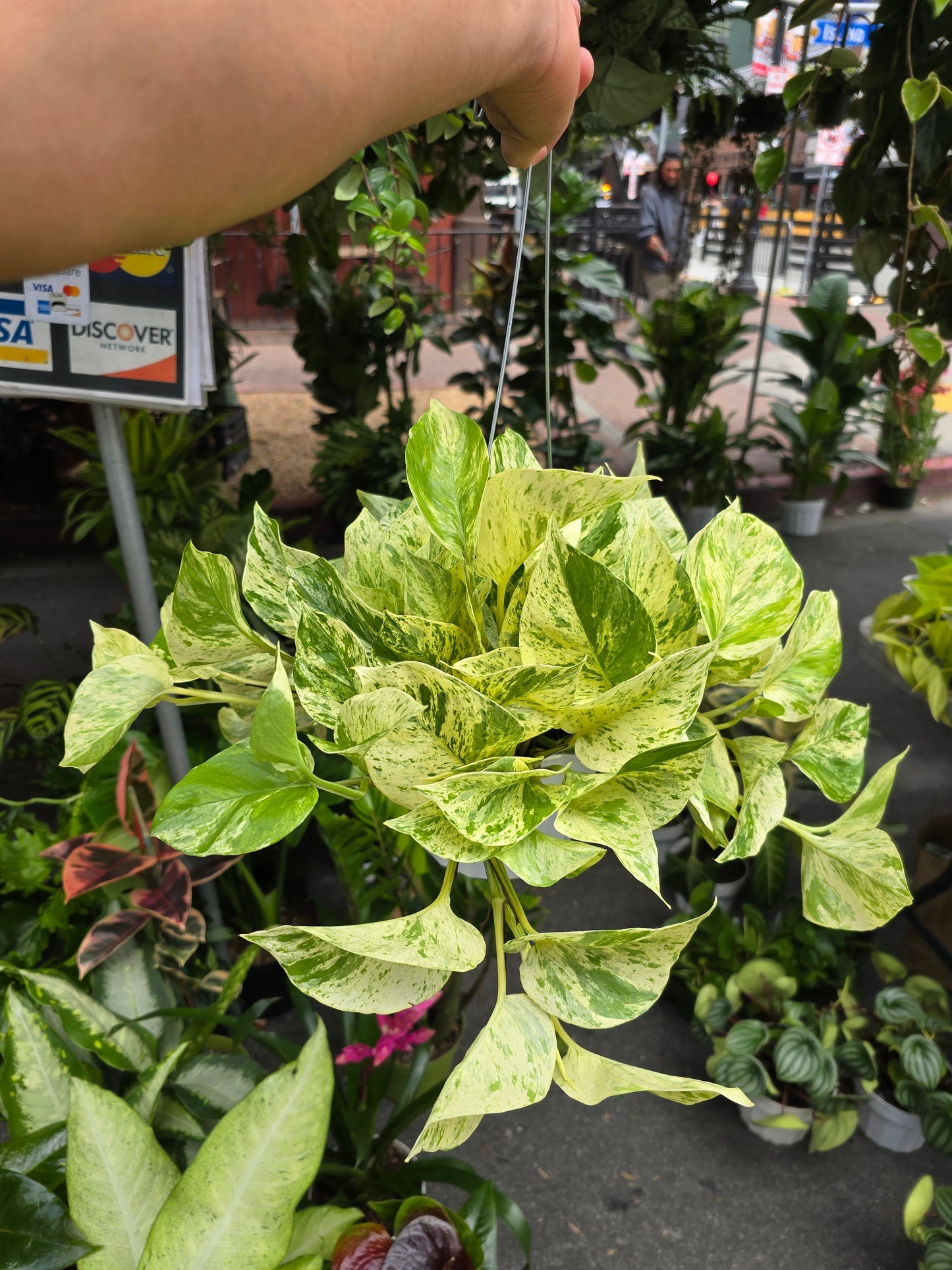 6 inch Pot - Live snow Queen Pothos, Variegated Plant, Office Gift, Gardener Gift, Plant Lover Gift, Live Decoration - Get similar as picture - 🪴 Voelk Art & Plants Inc 🪴