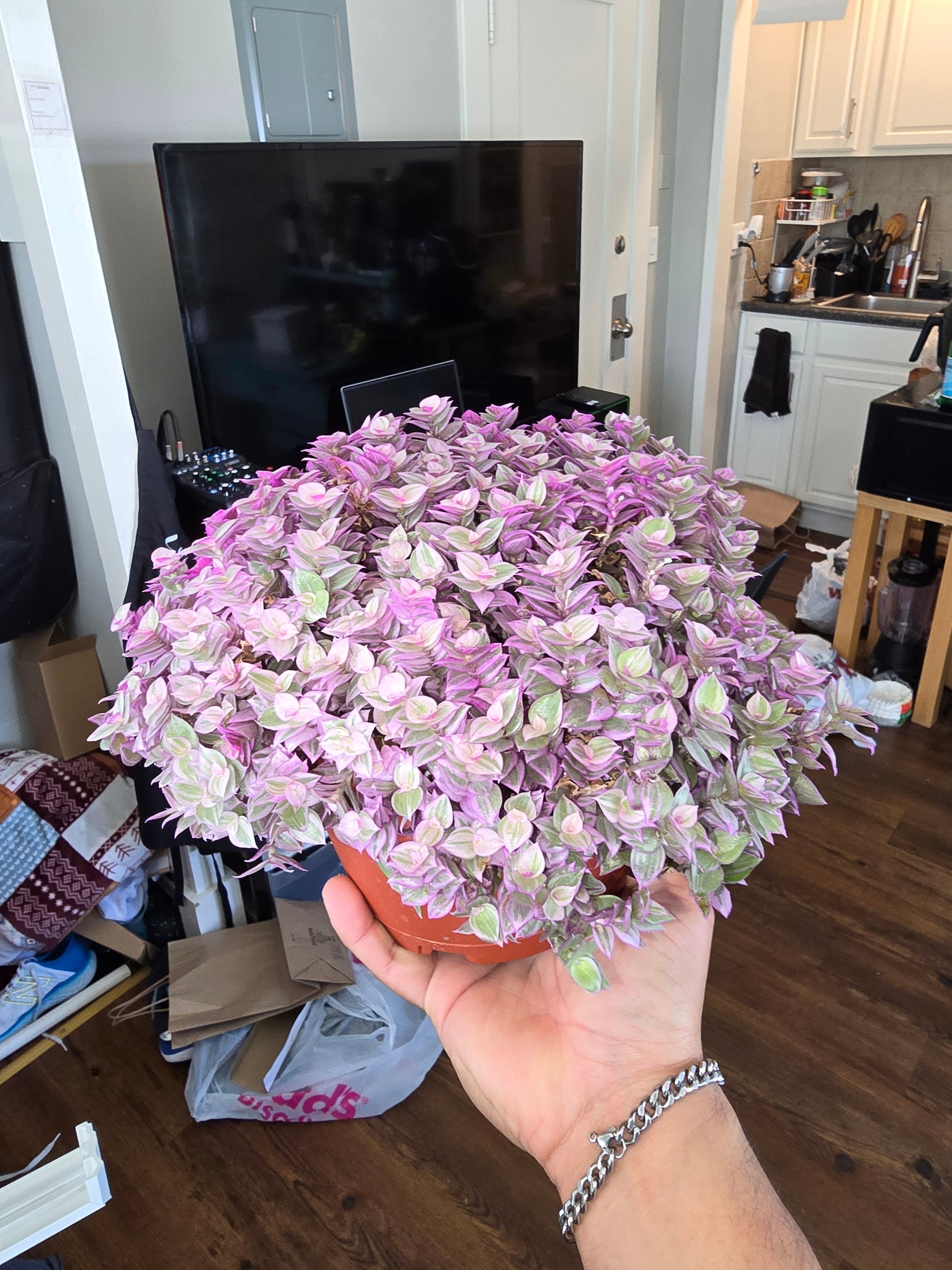 pink lady indoor plant voelk-art-plants-house-plants -default-title-6-inch-pot-live-succulent-callisia-repens-pink-lady -turtle-vine-succulents-plants-live-fully-rooted-house-plant-