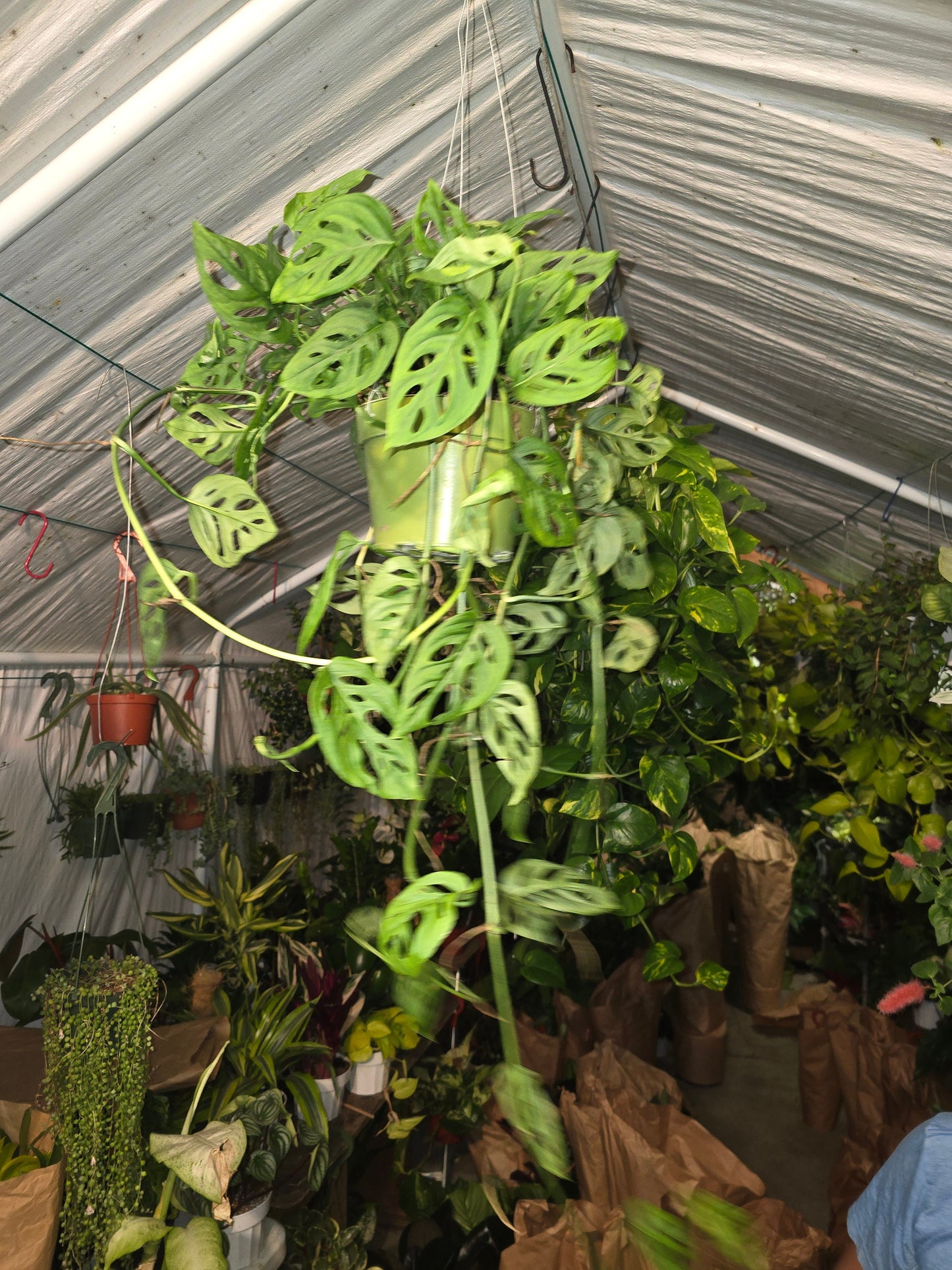 6 inch pot -long Monstera adansonii, swiss cheese Live plant hanging pot - indoor shadow plant - Get similar as picture - 🪴 Voelk Art & Plants Inc 🪴