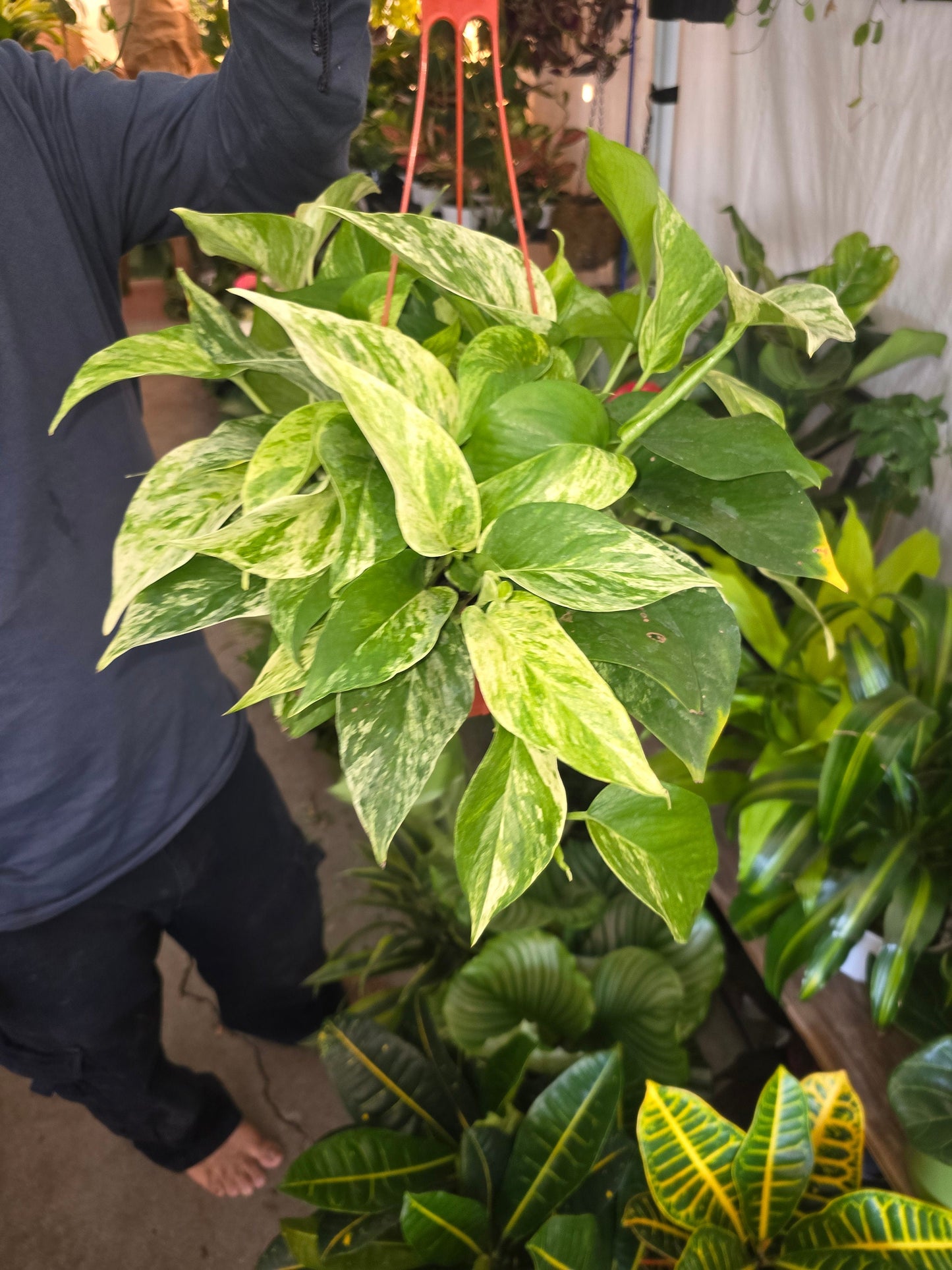 6 inch pot - Marble Queen Pothos hanging pot - Get similar to the picture - 🪴 Voelk Art & Plants Inc 🪴