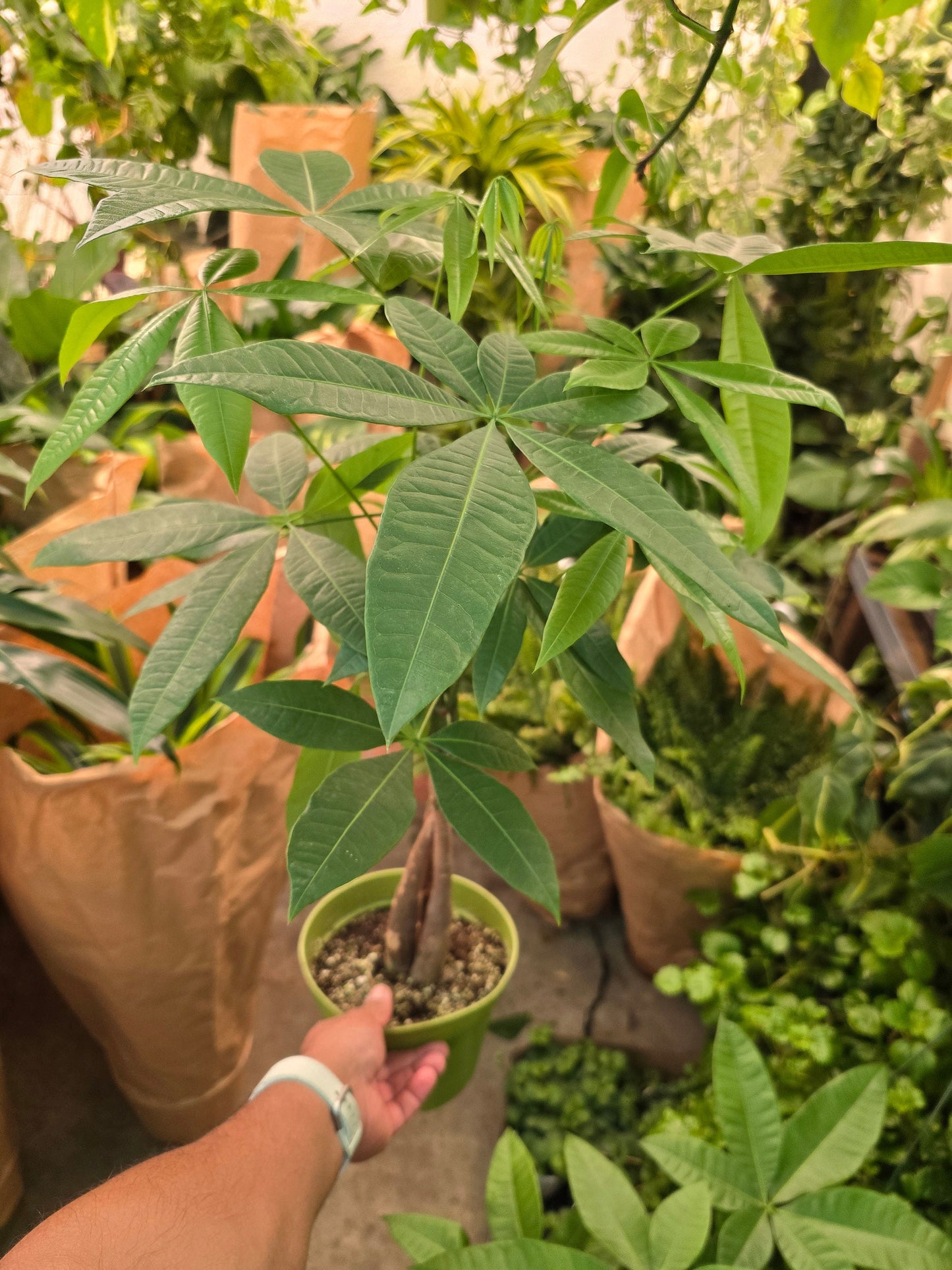 6 inch pot- Money Tree, low light, low water easy to care - Get similar to the picture - 🪴 Voelk Art & Plants Inc 🪴