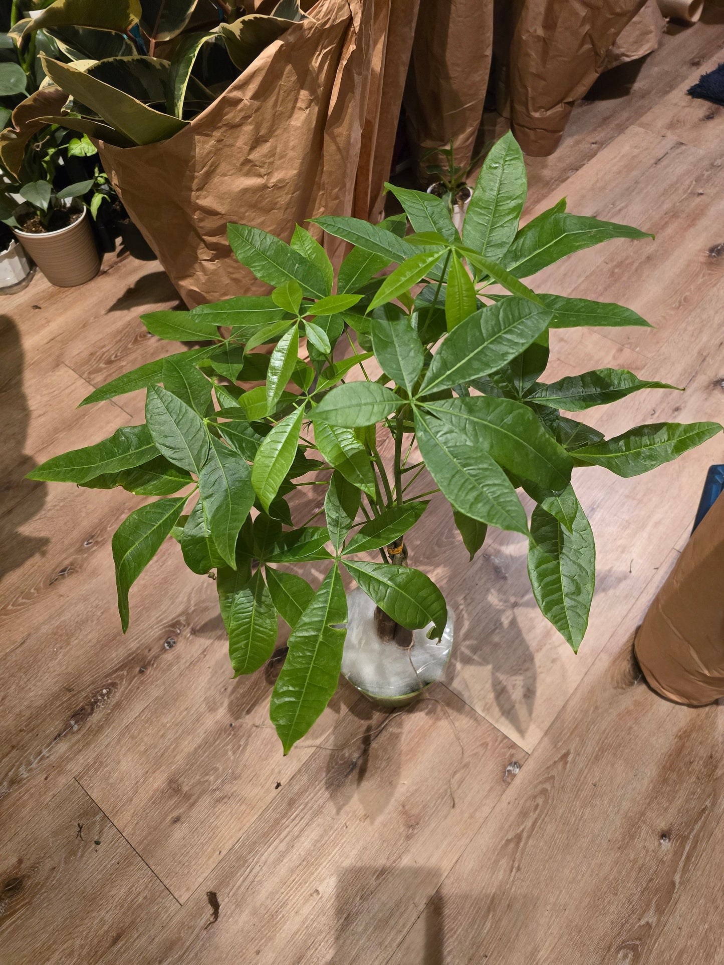 6 inch pot- Money Tree, low light, low water easy to care - Get similar to the picture - 🪴 Voelk Art & Plants Inc 🪴