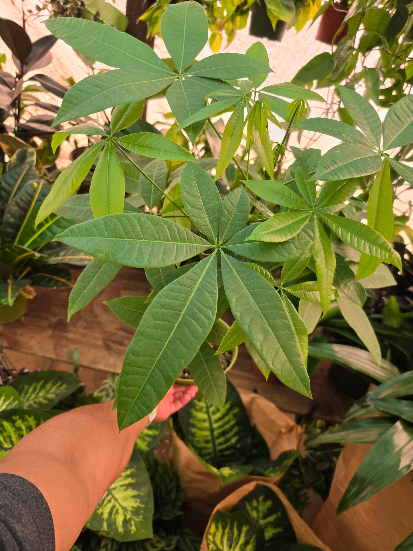 6 inch pot- Money Tree, low light, low water easy to care - Get similar to the picture - 🪴 Voelk Art & Plants Inc 🪴