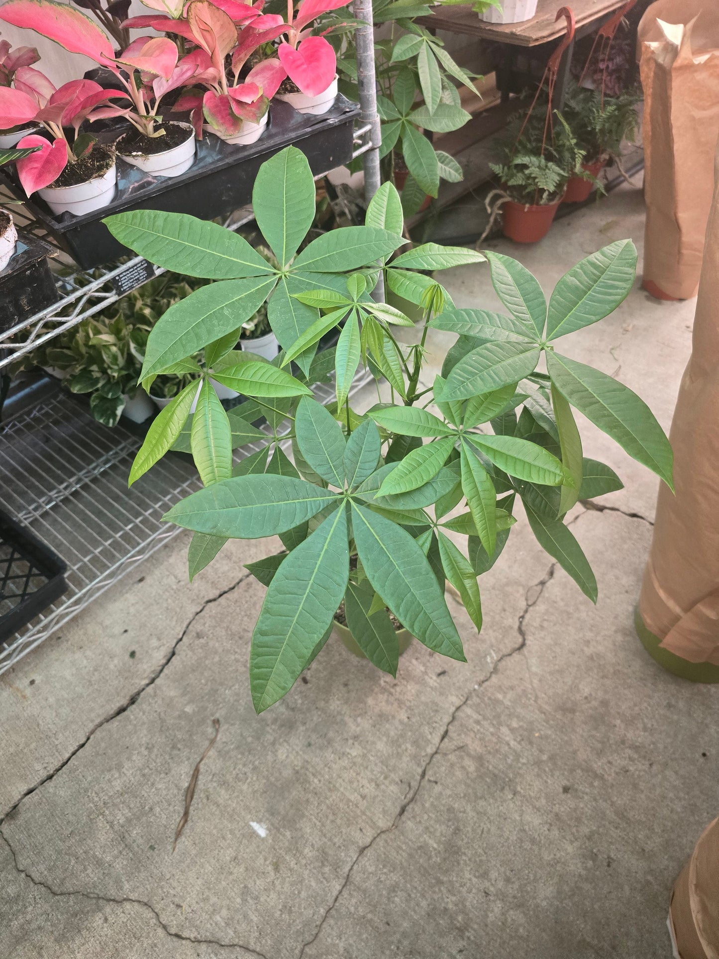 6 inch pot- Money Tree, low light, low water easy to care - Get similar to the picture - 🪴 Voelk Art & Plants Inc 🪴
