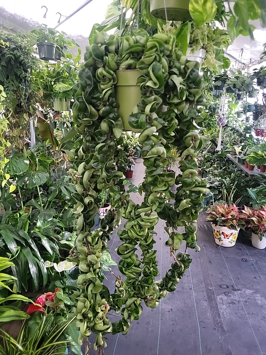 6 inch pot Mother Plant- Hoya Compacta aka Hoya Hindu Rope in Hanging Pot Live Hoya Plant Air-Purifying Plant Compacta - Get one from the picture! 5 available - 🪴 Voelk Art & Plants Inc 🪴