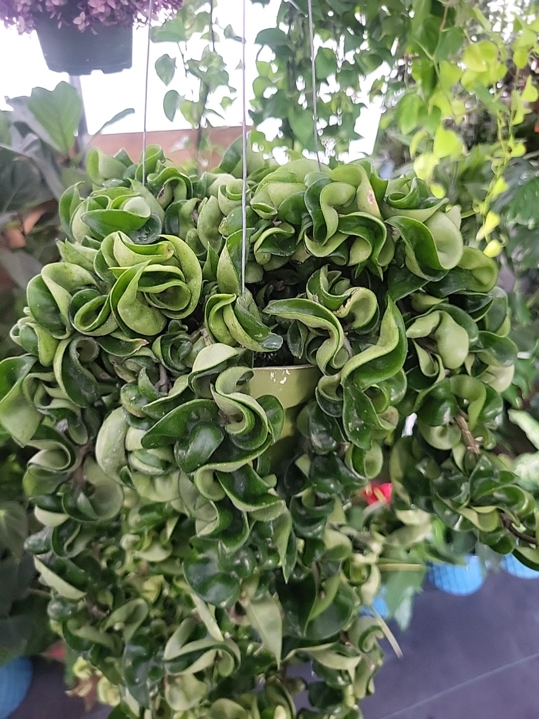 6 inch pot Mother Plant- Hoya Compacta aka Hoya Hindu Rope in Hanging Pot Live Hoya Plant Air-Purifying Plant Compacta - Get one from the picture! 5 available - 🪴 Voelk Art & Plants Inc 🪴
