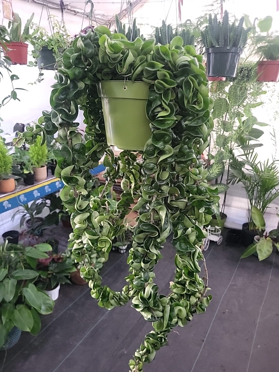 6 inch pot Mother Plant- Hoya Compacta aka Hoya Hindu Rope in Hanging Pot Live Hoya Plant Air-Purifying Plant Compacta - Get one from the picture! 5 available - 🪴 Voelk Art & Plants Inc 🪴